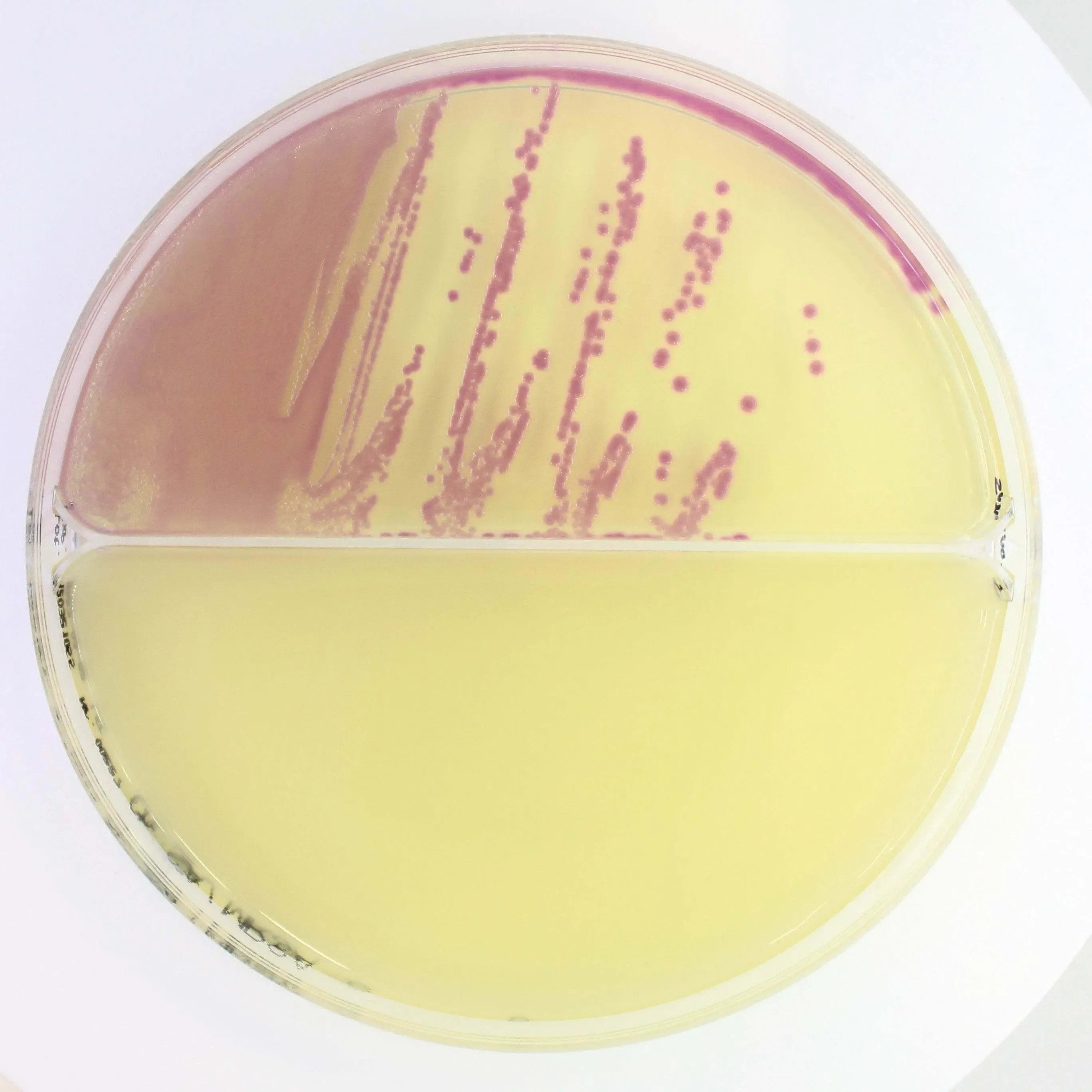 Liofilchem Microbiology 90 mm plates with 2 sectors 20/pack Chromatic STAPH AUREUS/ MRSA - For Microbiology Lab Testing