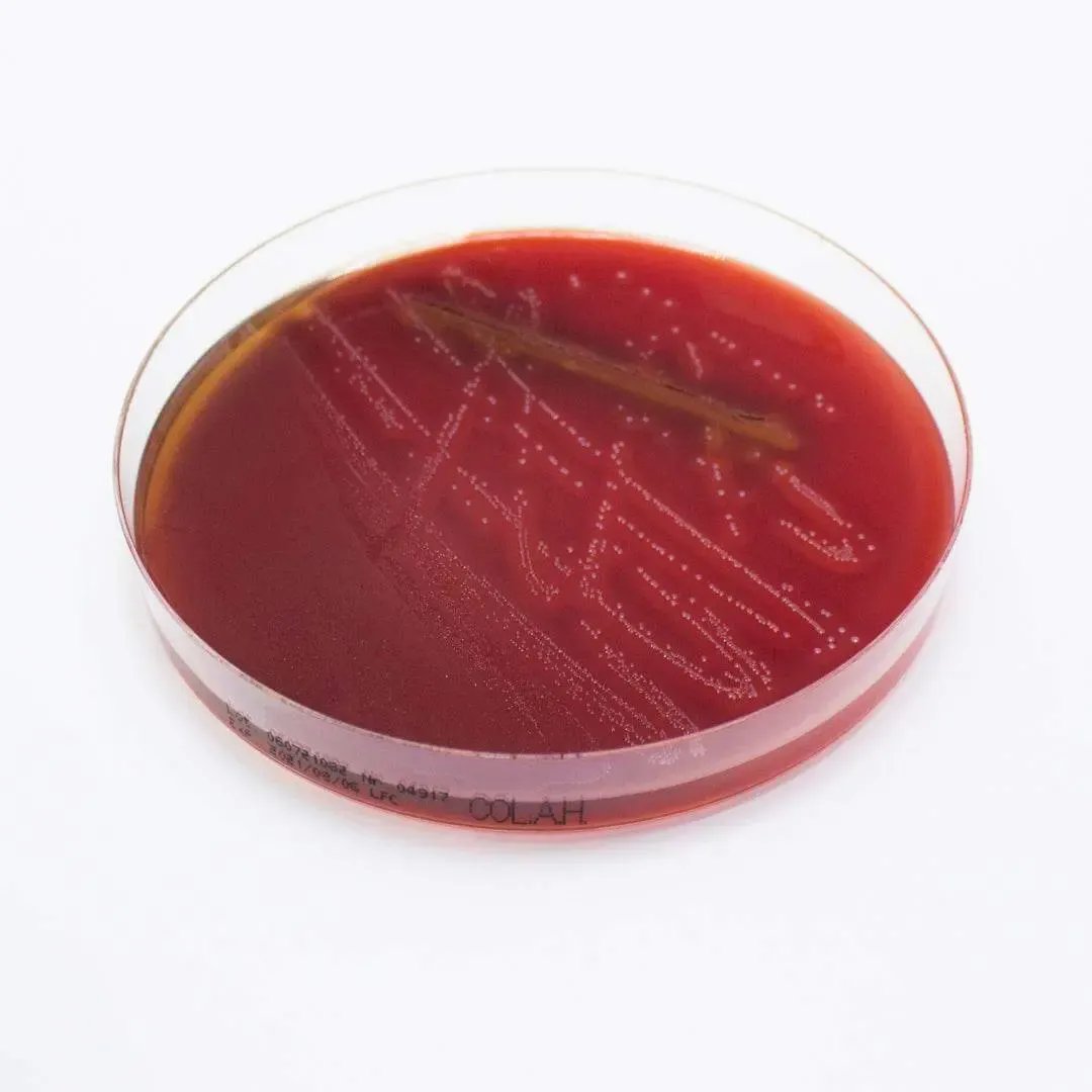 Liofilchem Columbia Agar (Horse Blood 5%) Culture Media 10025