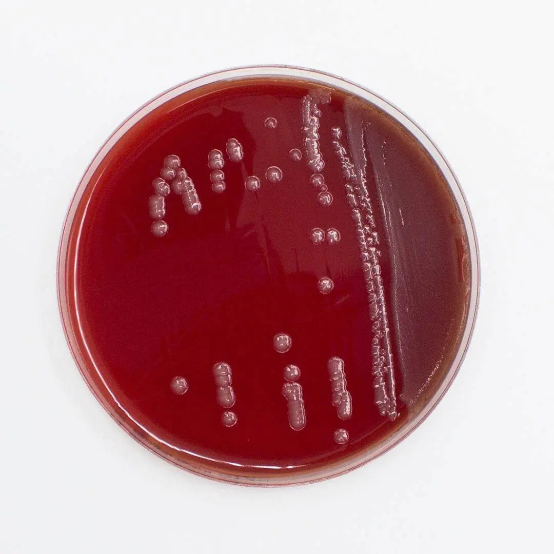 Liofilchem Columbia Agar (Horse Blood 5%) Culture Media 10025