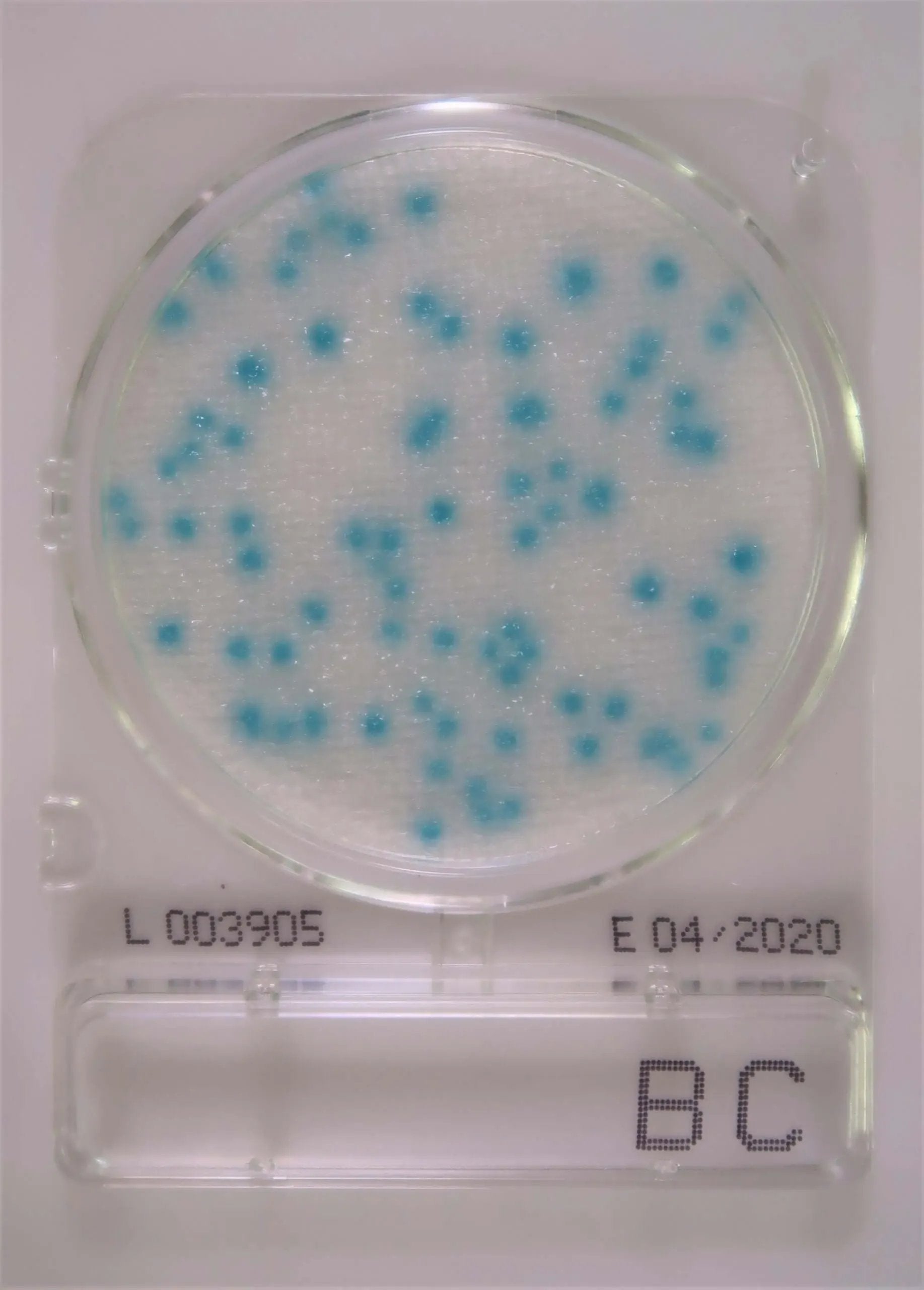 Kormay Biomedicals store Easy Plate 100 nutrient plates Compact Dry BC