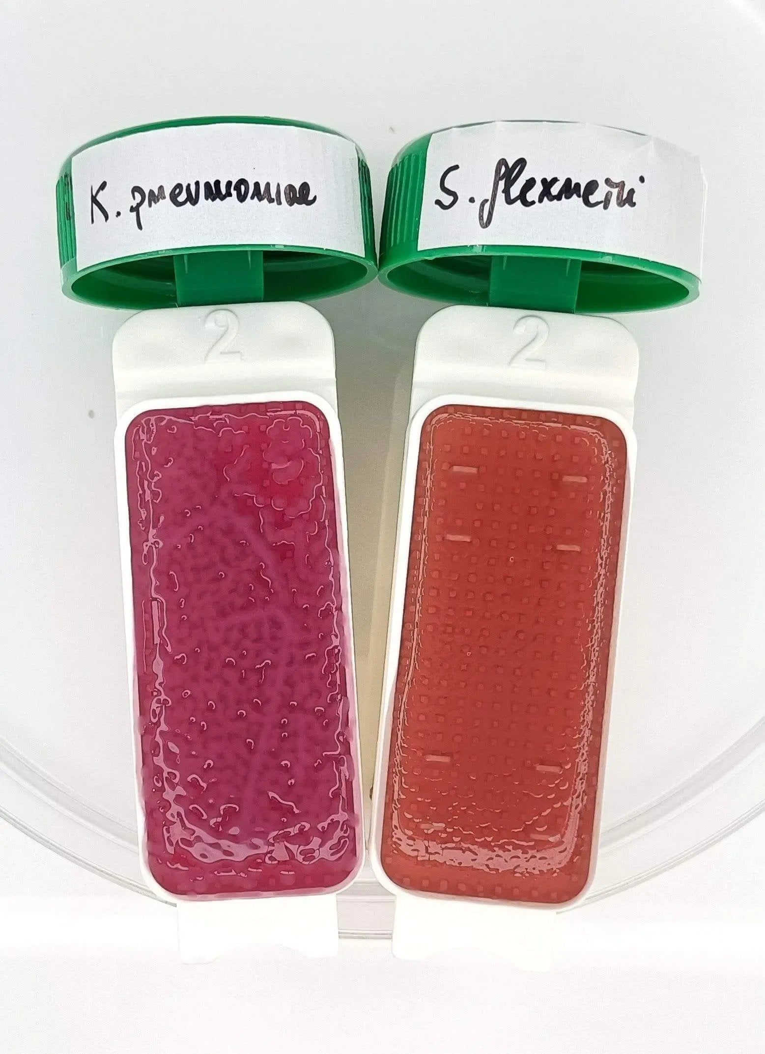 Liofilchem Contact Slide 8 53562