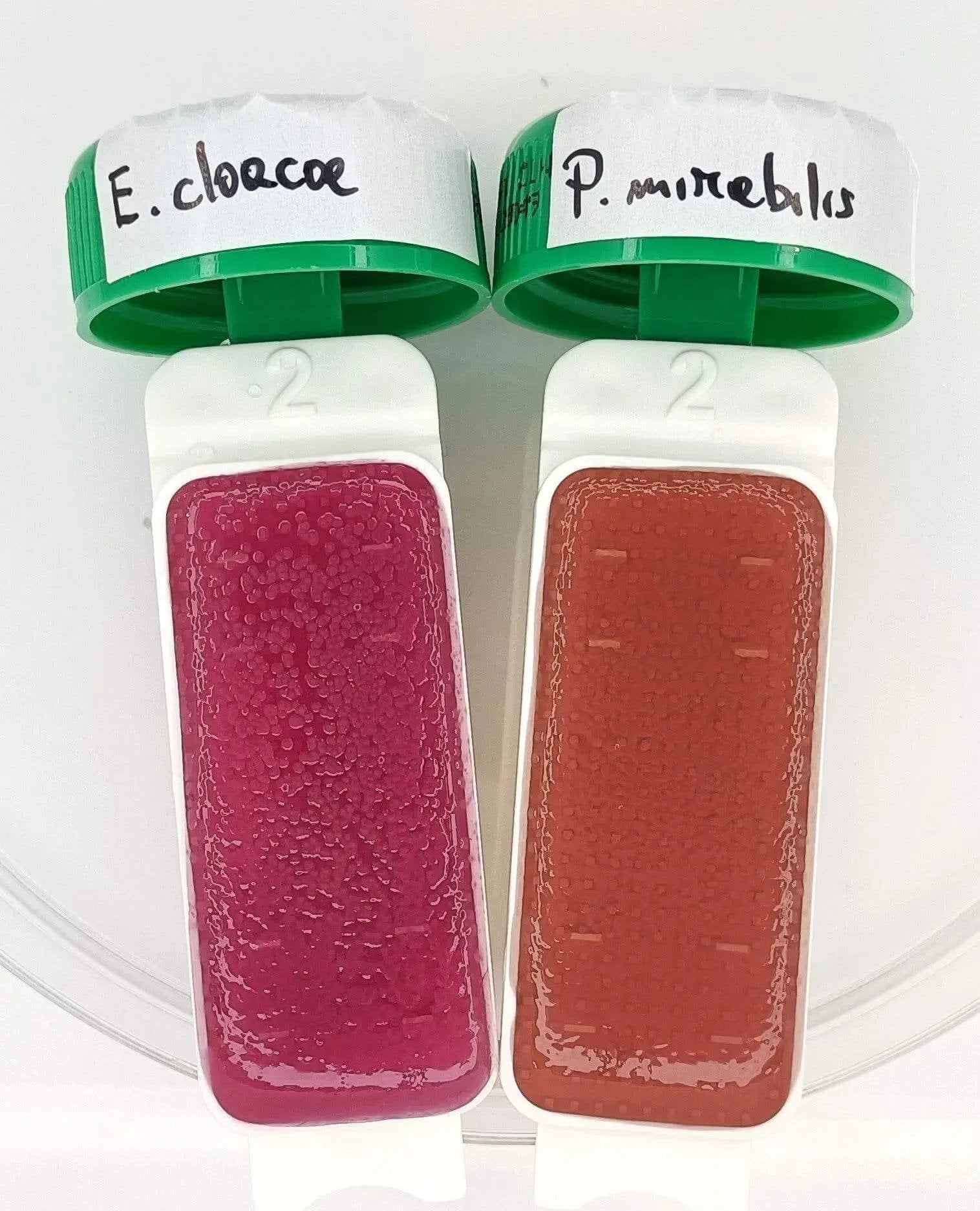 Liofilchem Contact Slide 8 53562