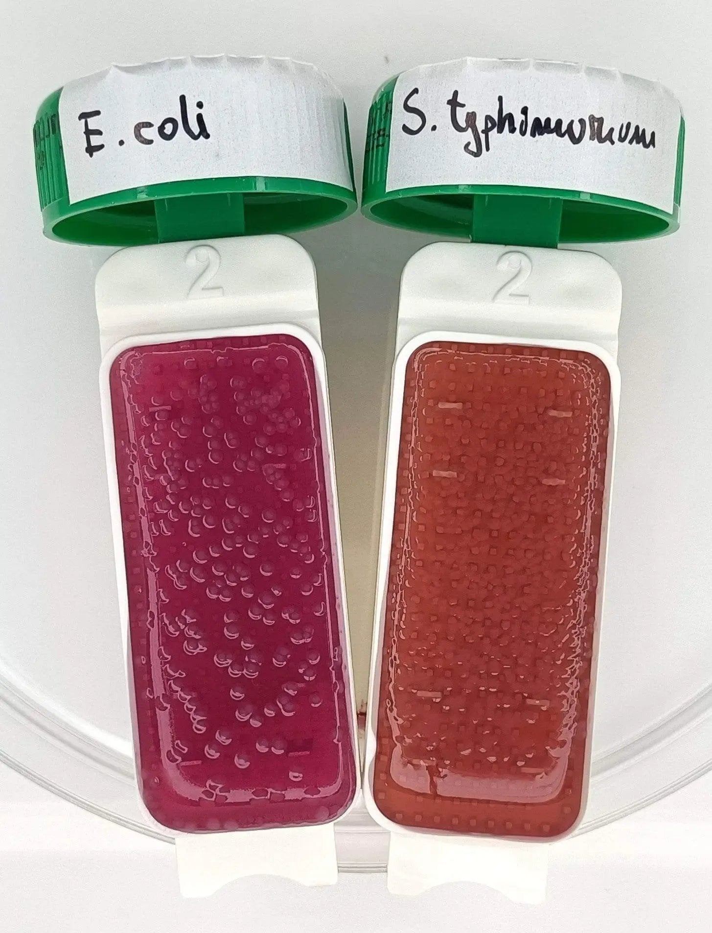 Liofilchem Contact Slide 8 53562