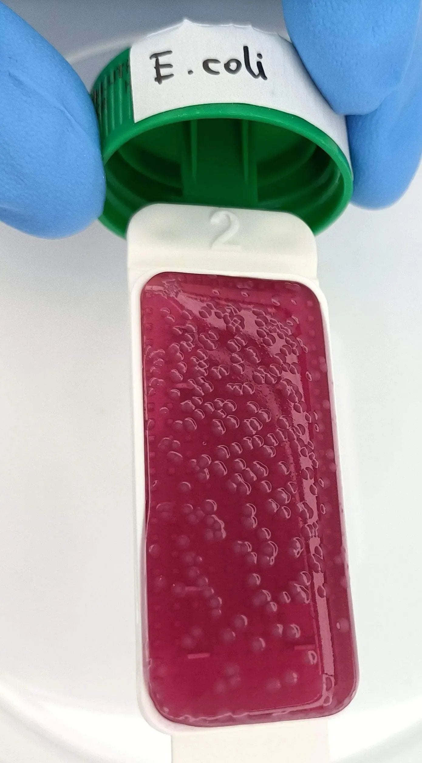 Liofilchem Contact Slide 8 53562