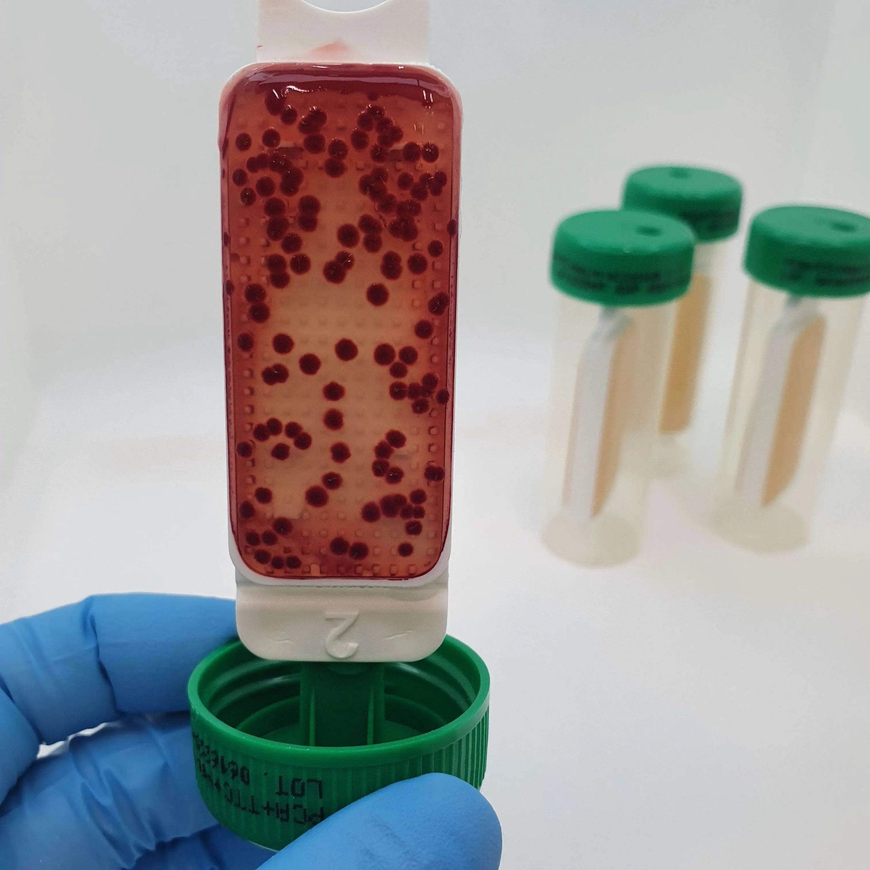 Liofilchem Contact Slide 9 (PCA+TTC+Neutralizing x 2) 53532