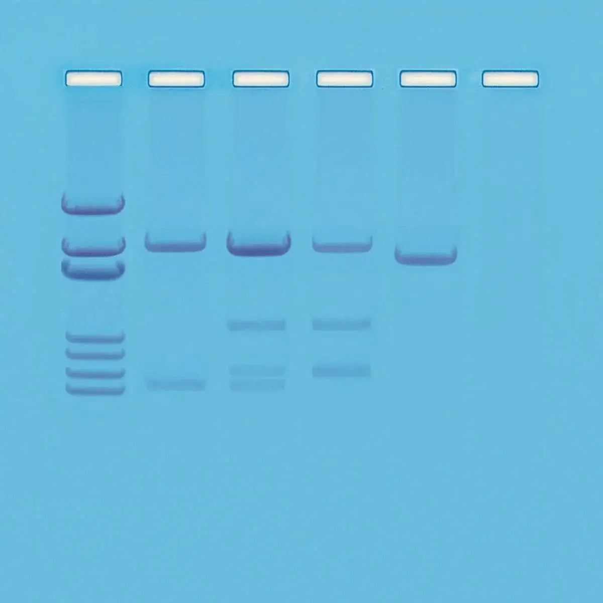 EDVOTEK Biotech Education UNIT DNA Paternity Testing Simulation