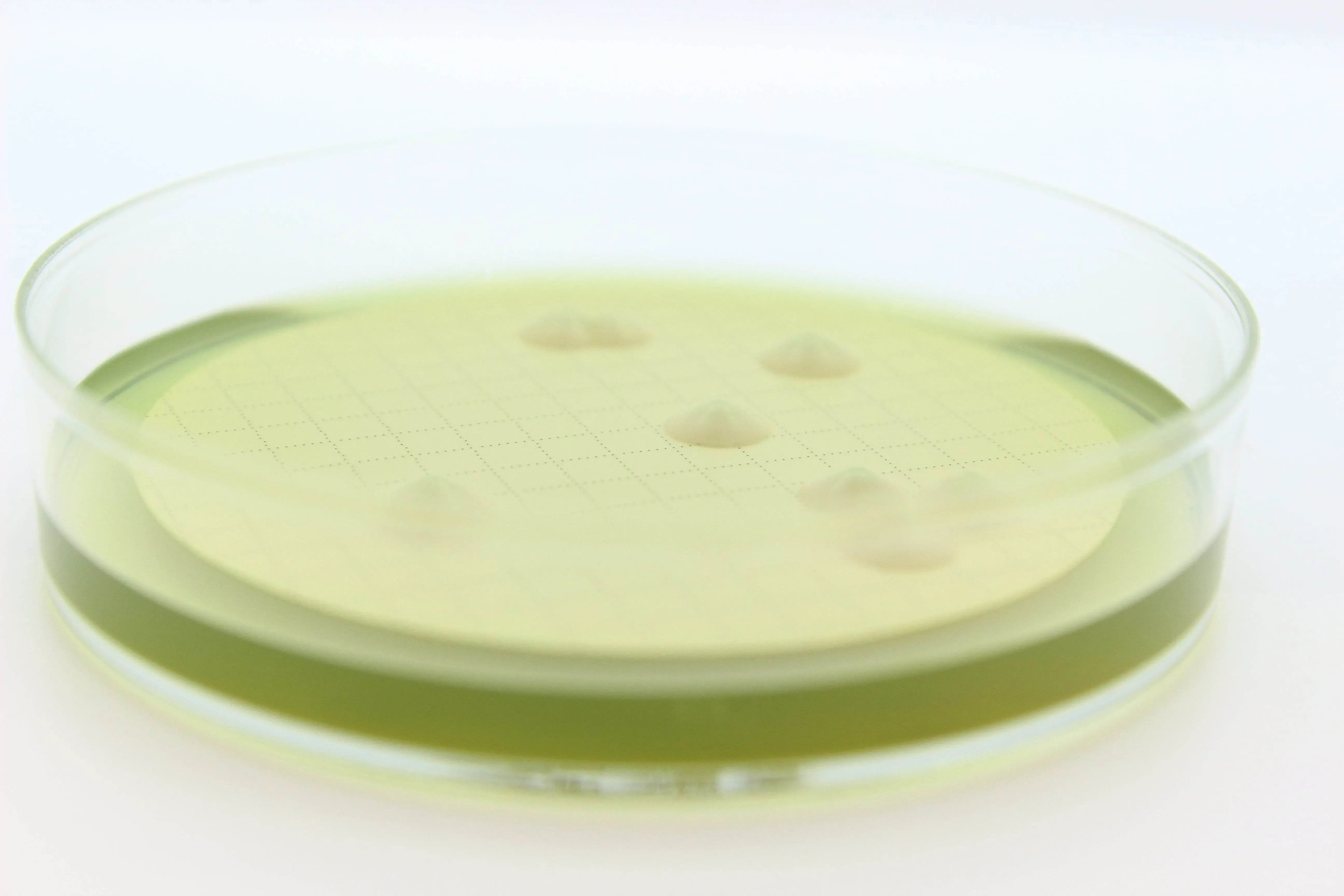 Liofilchem Easy Dry M-Green Yeast & Mold 87511