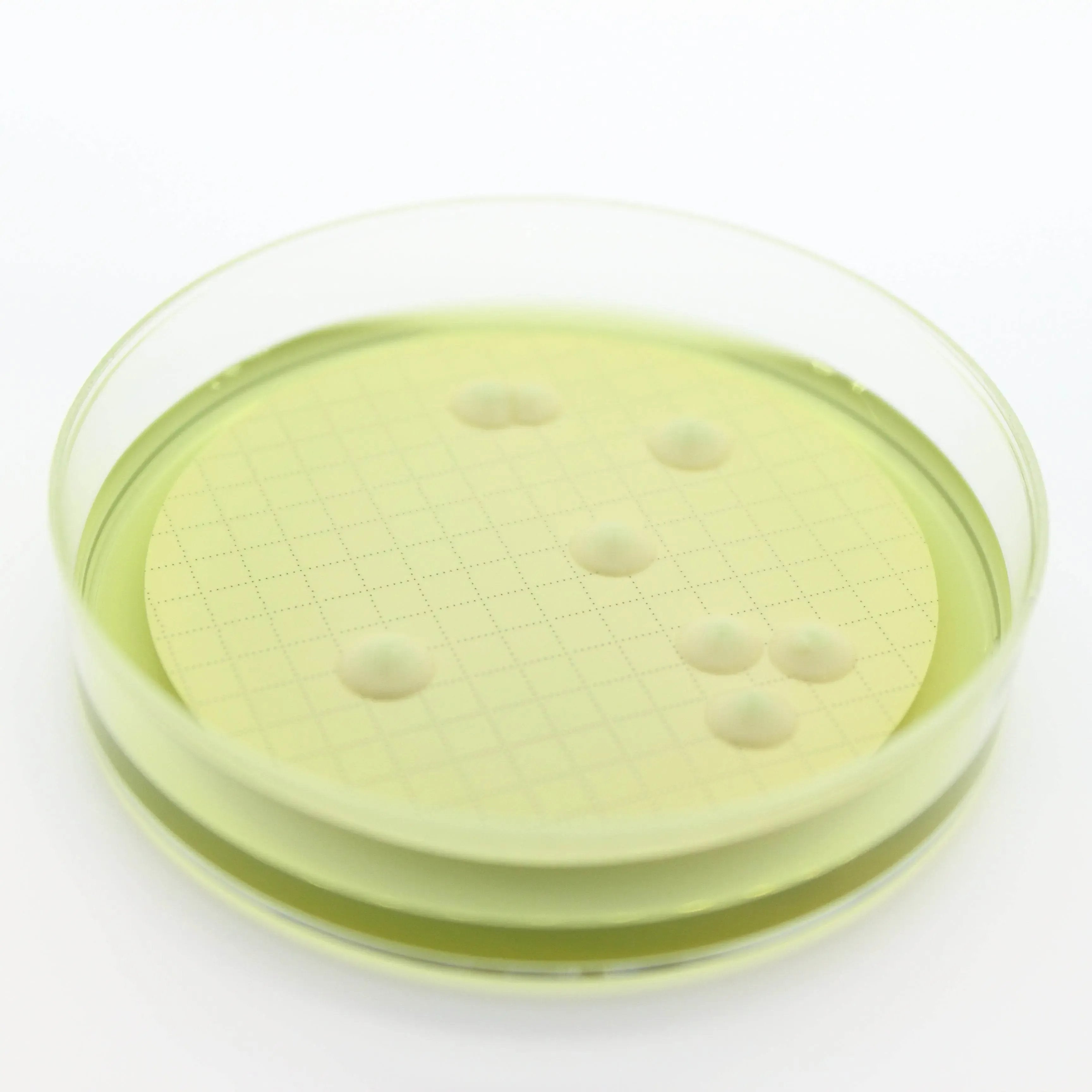 Liofilchem Easy Dry M-Green Yeast & Mold 87511