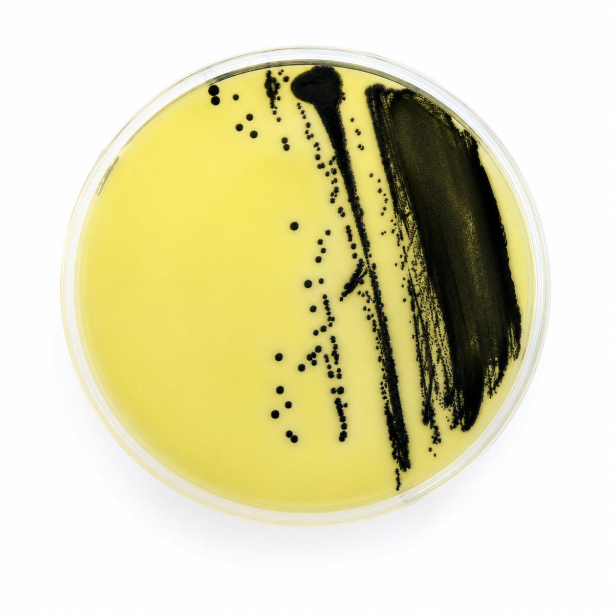 Legionella AGAR (GVPC) (RT) Culture Media - Petri Dish