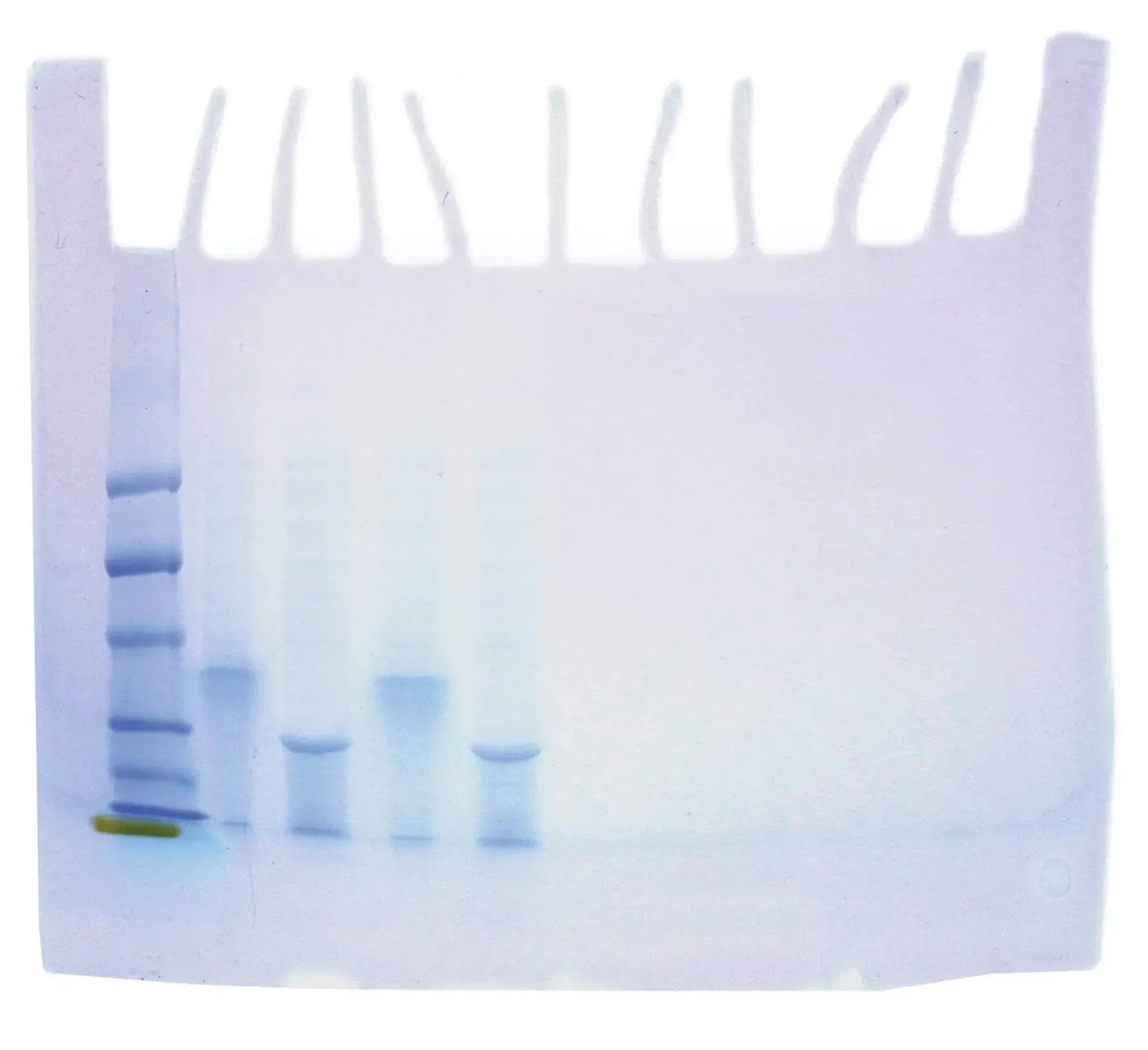 EDVOTEK Biotech Education UNIT Exploring Biotechnology with GFP