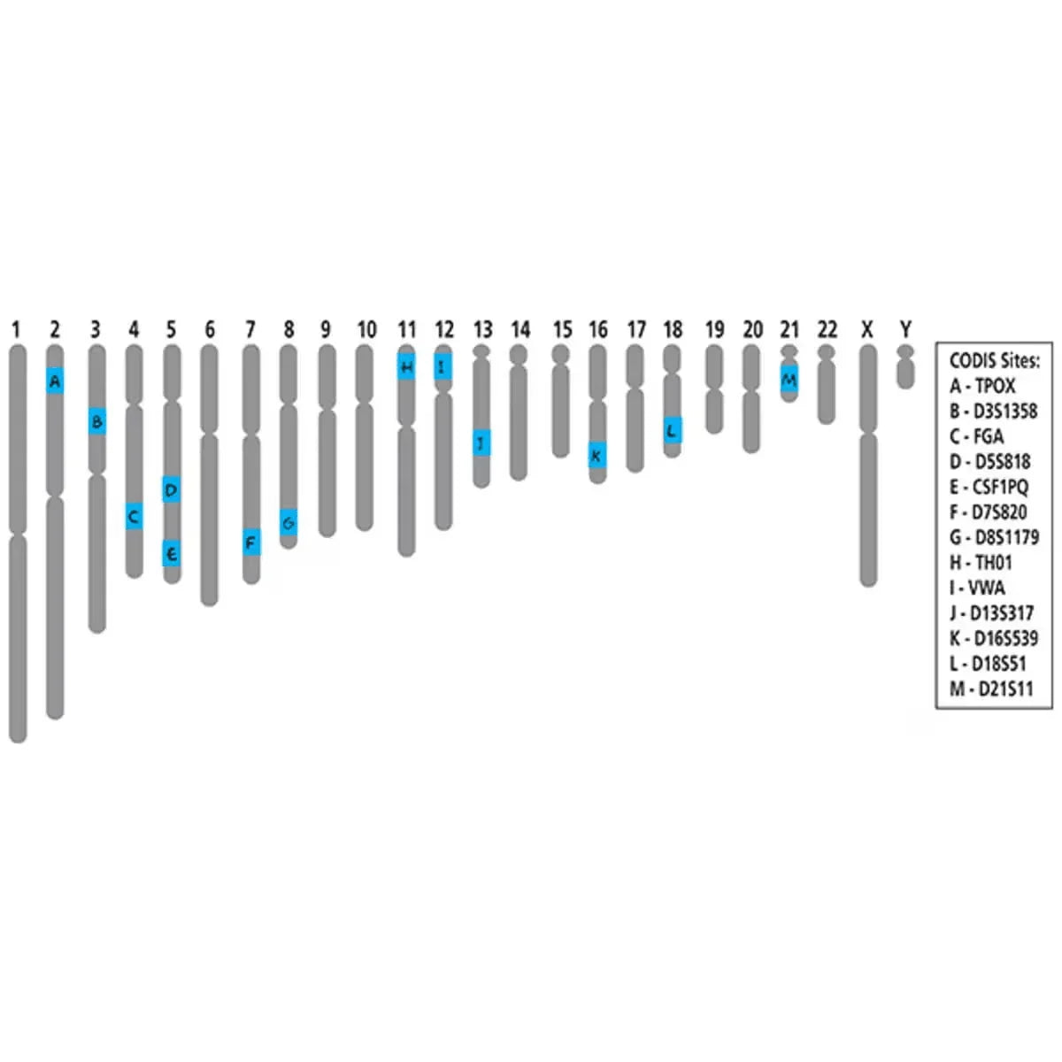 VNTR Human DNA Typing Using PCR - Kormay Biomedicals store