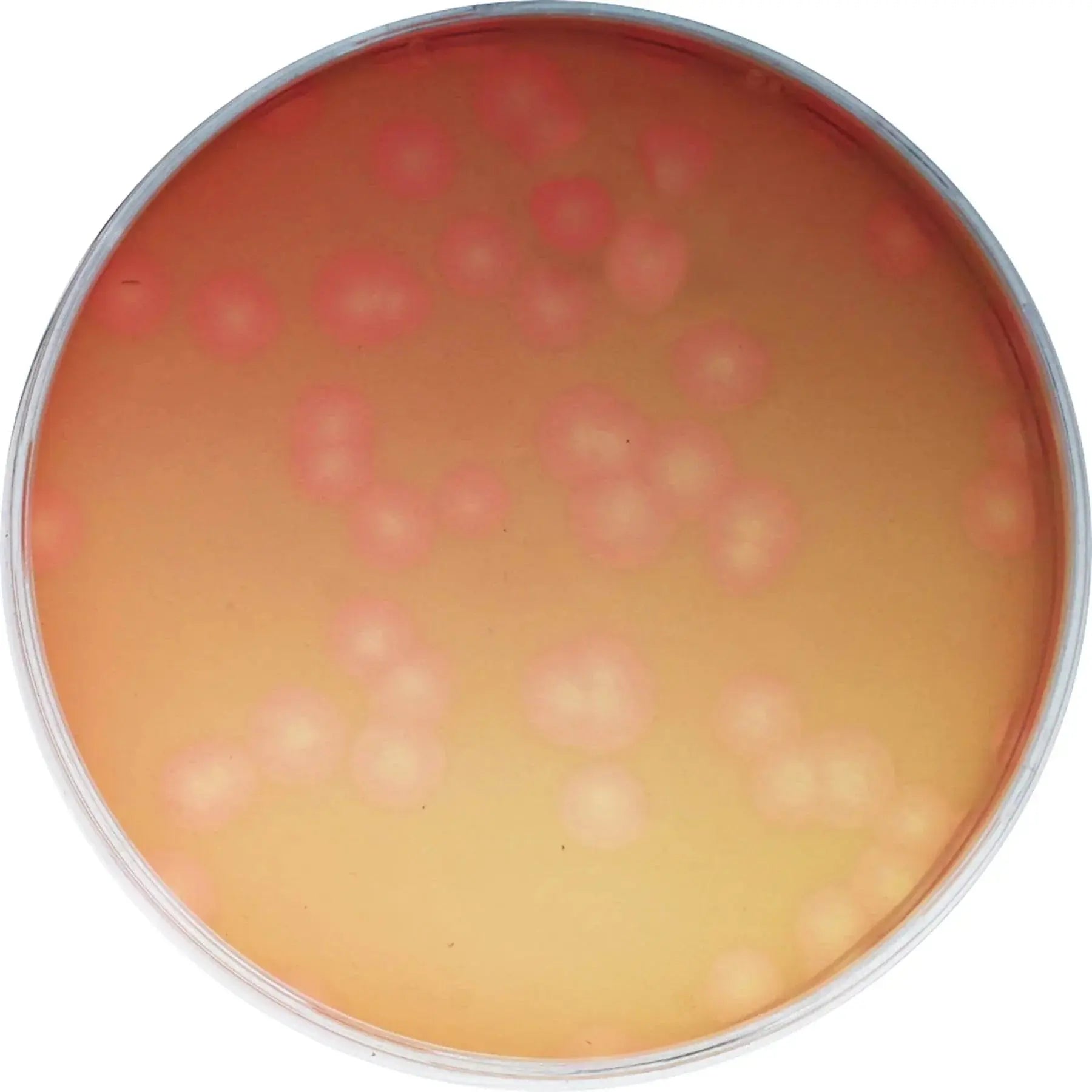 EDVOTEK Biotech Education UNIT Going Un-Viral: Virus Quantification Using Plaque Assays