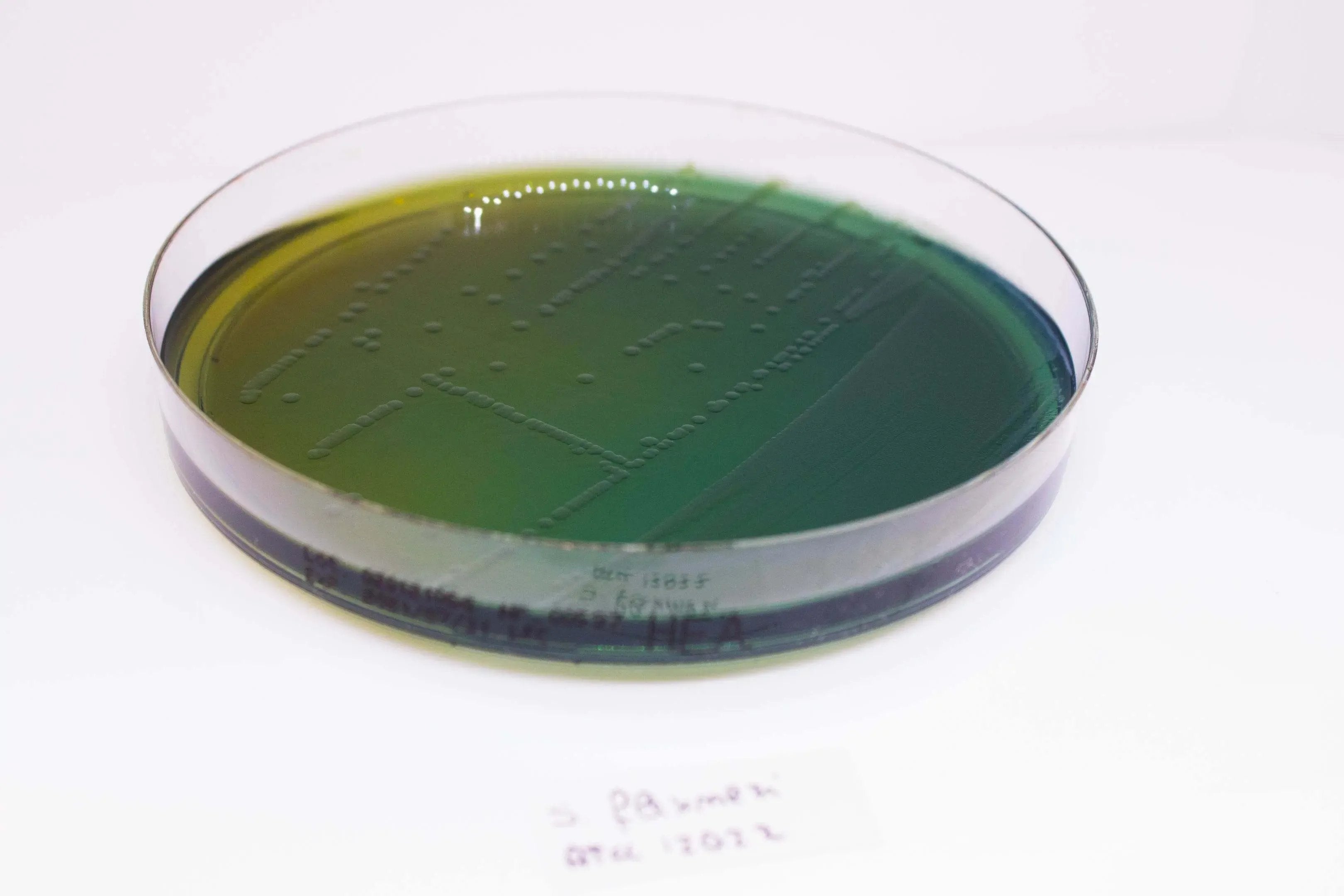 Liofilchem Hektoen Enteric Agar Culture Media 10043*