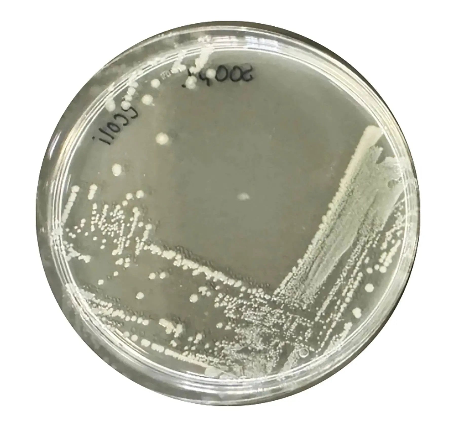EDVOTEK Biotech Education UNIT Identification and Characterization of Bacteria