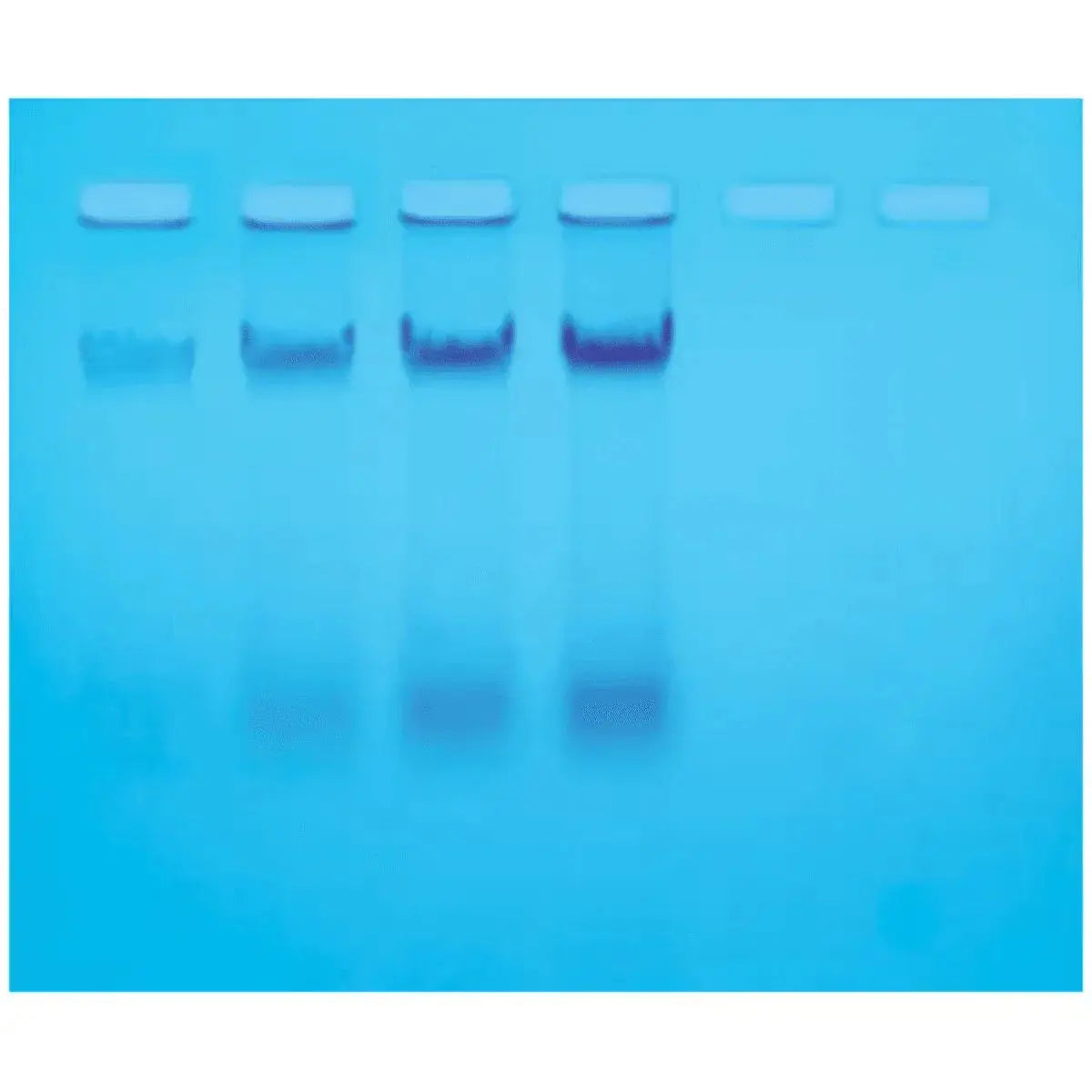 EDVOTEK Biotech Education UNIT Isolation of E. coli Chromosomal DNA