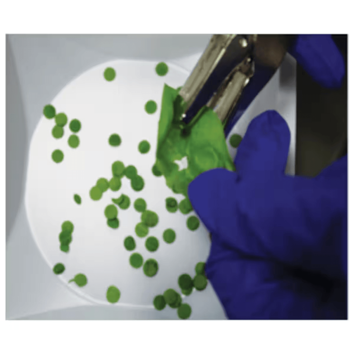 Photosynthesis - Kormay Biomedicals store