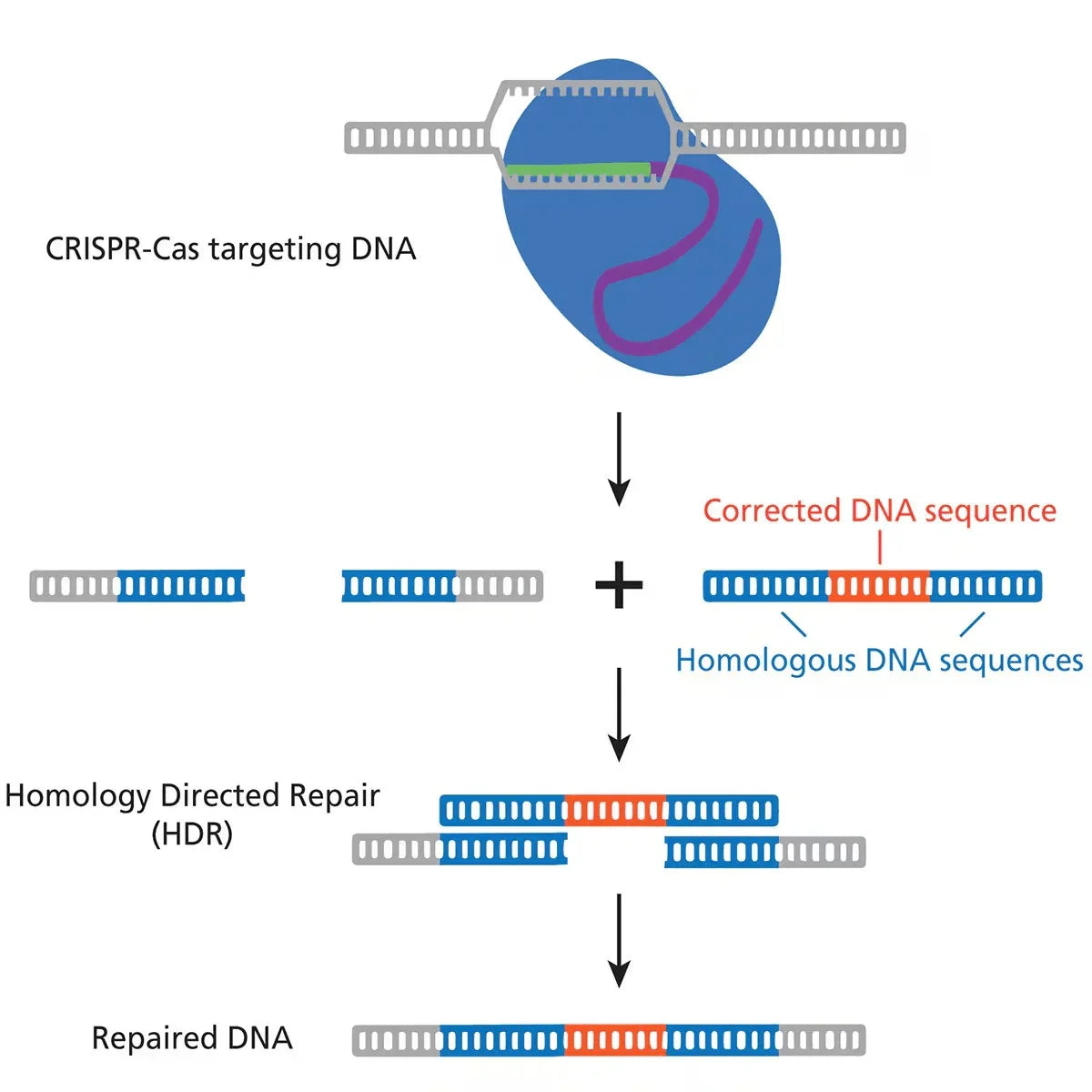 Using CRISPR to Treat Cystic Fibrosis - Kormay Biomedicals store