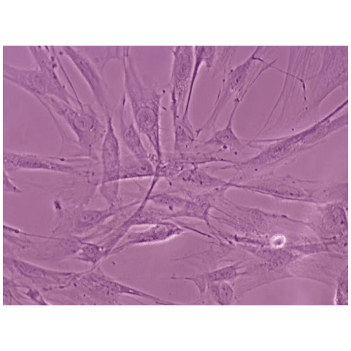 Comparison of Various Mammalian Cell Types - Kormay Biomedicals store