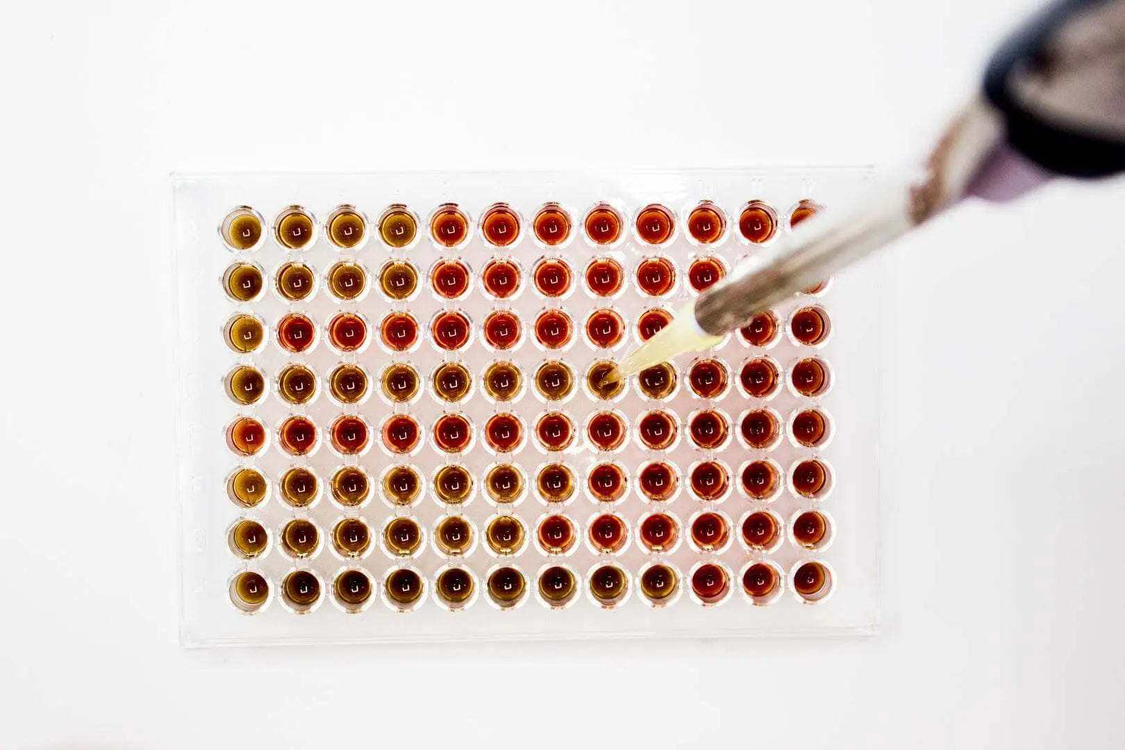Liofilchem Mueller Hinton Fastidious Broth Culture Media 21105