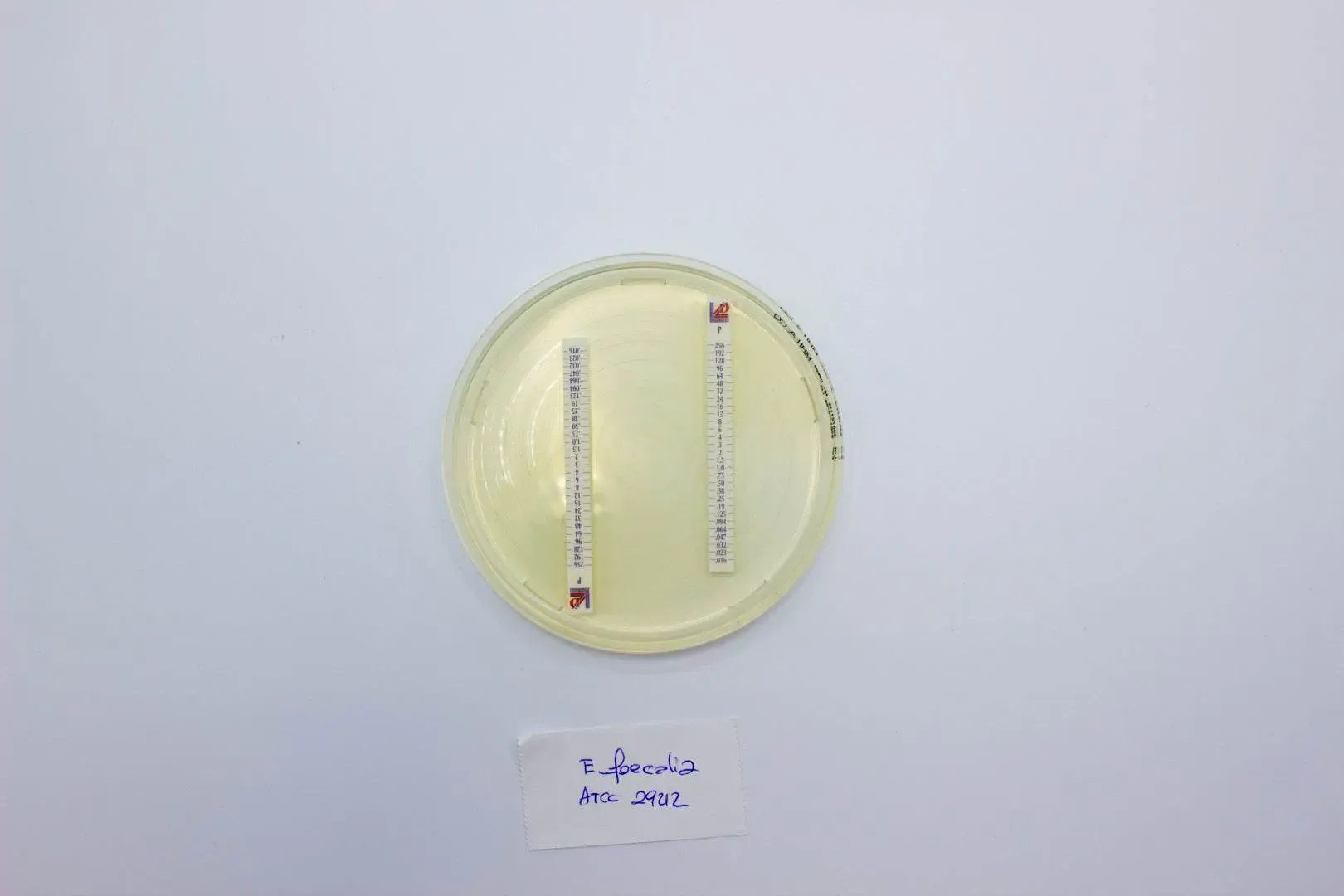 Liofilchem Mueller Hinton II Agar Culture Media 10231