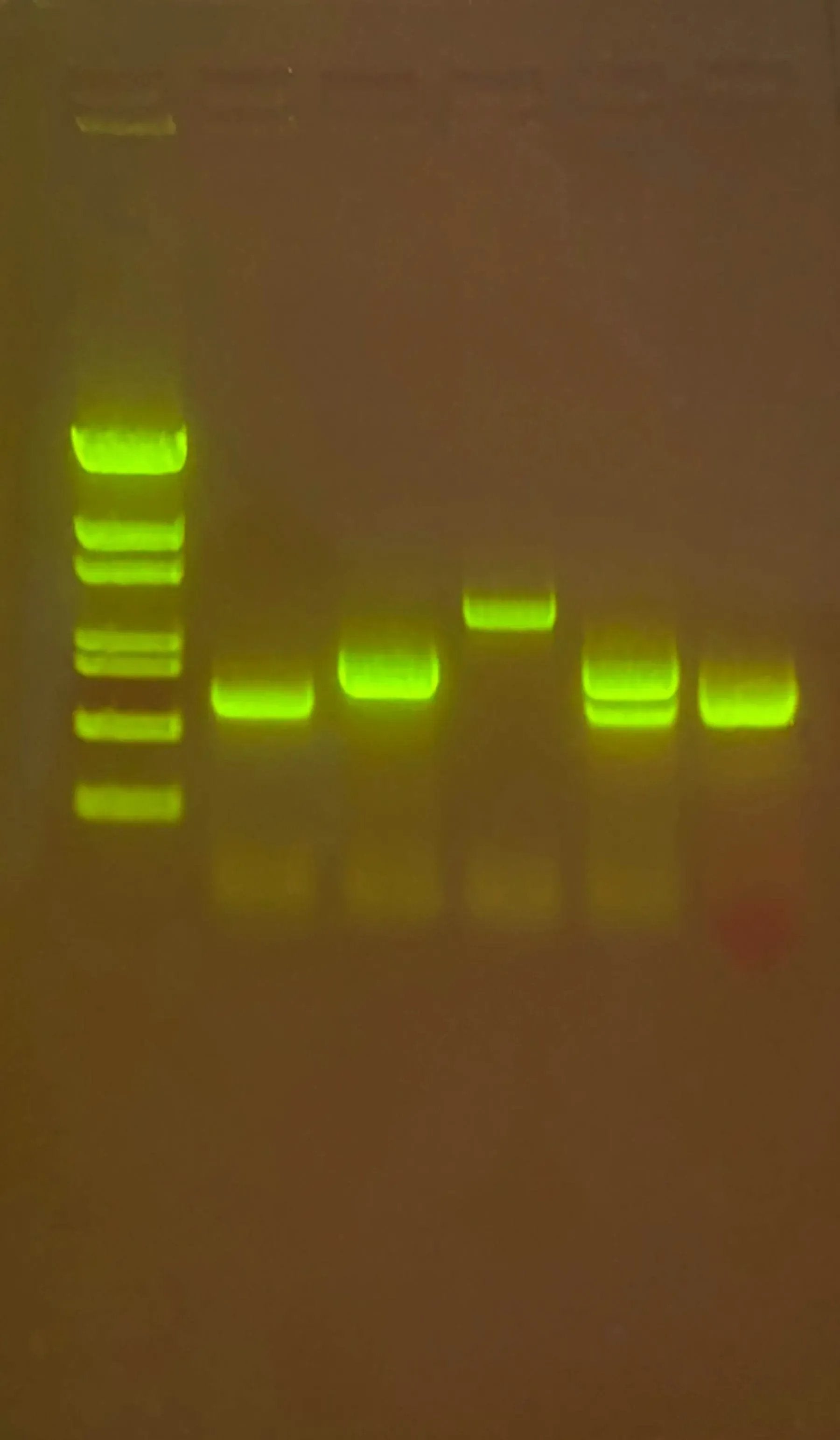 EDVOTEK Biotech Education UNIT Multiplex PCR-based Testing of Water Contaminants