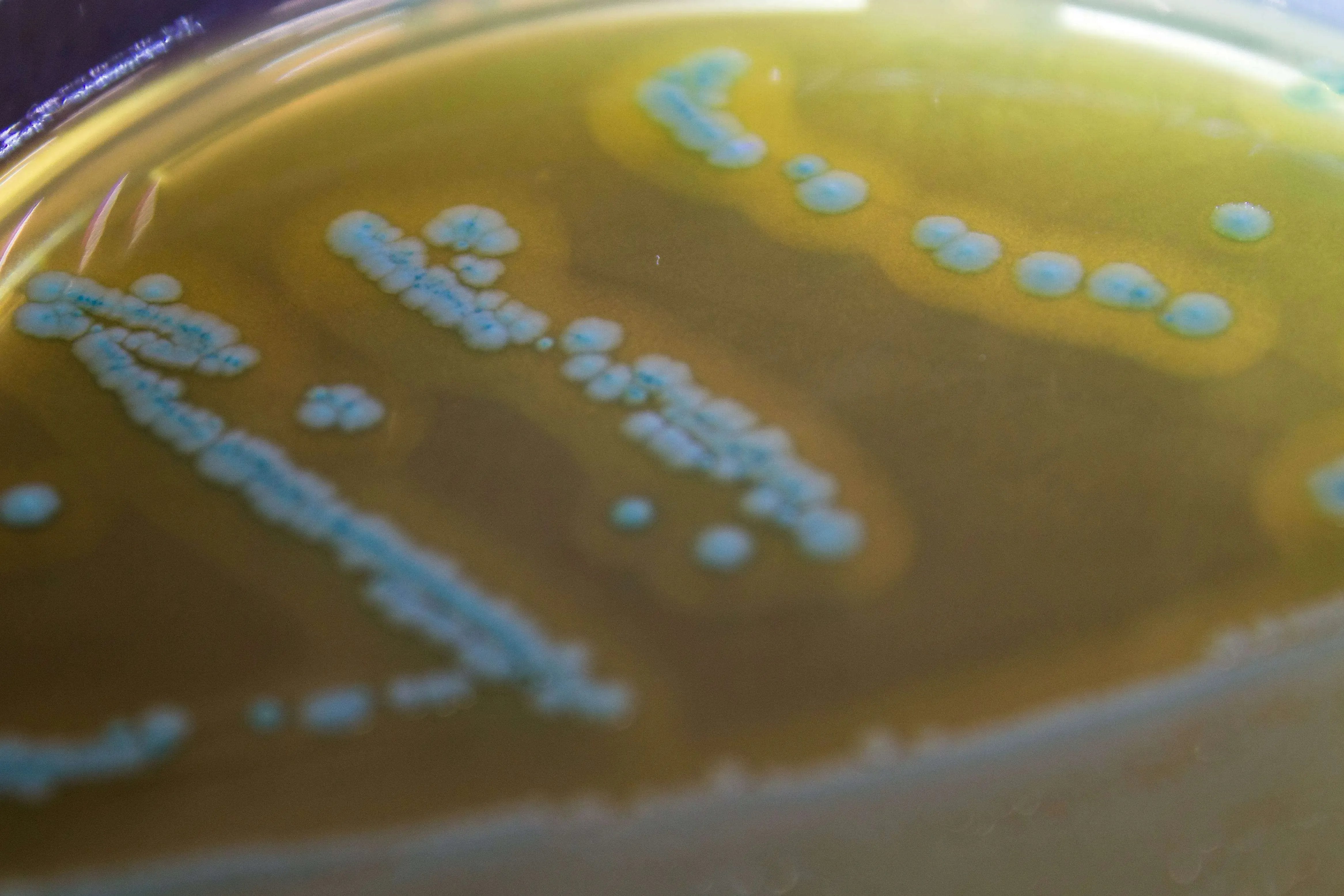 Liofilchem O.A. Listeria Agar Culture Media 10223