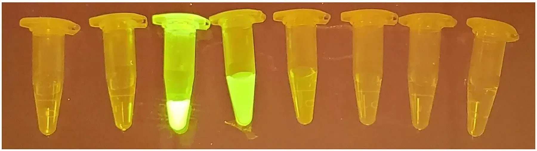 EDVOTEK Biotech Education UNIT Purification & Size Determination of Green & Blue Fluorescent Proteins