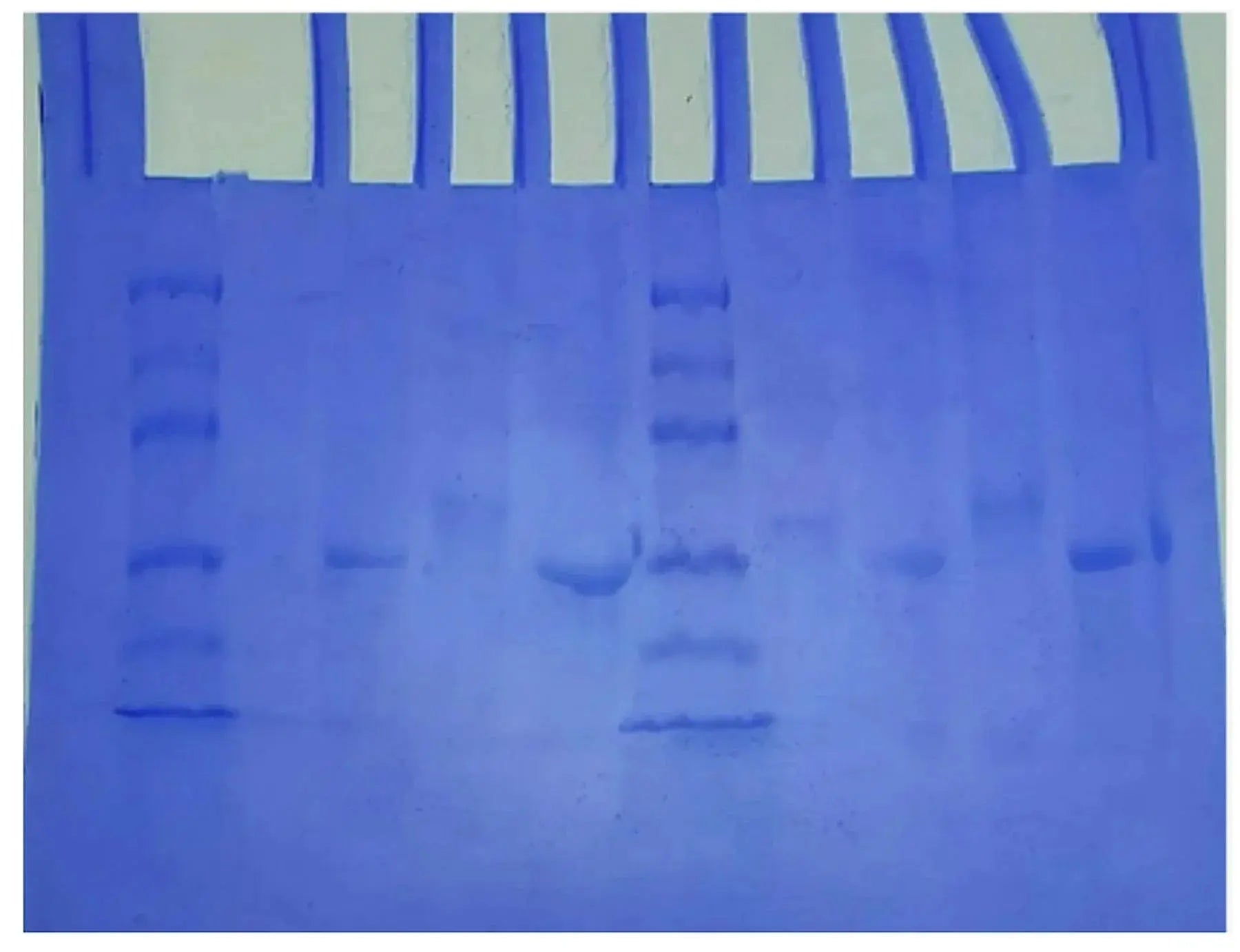 EDVOTEK Biotech Education UNIT Purification & Size Determination of Green & Blue Fluorescent Proteins