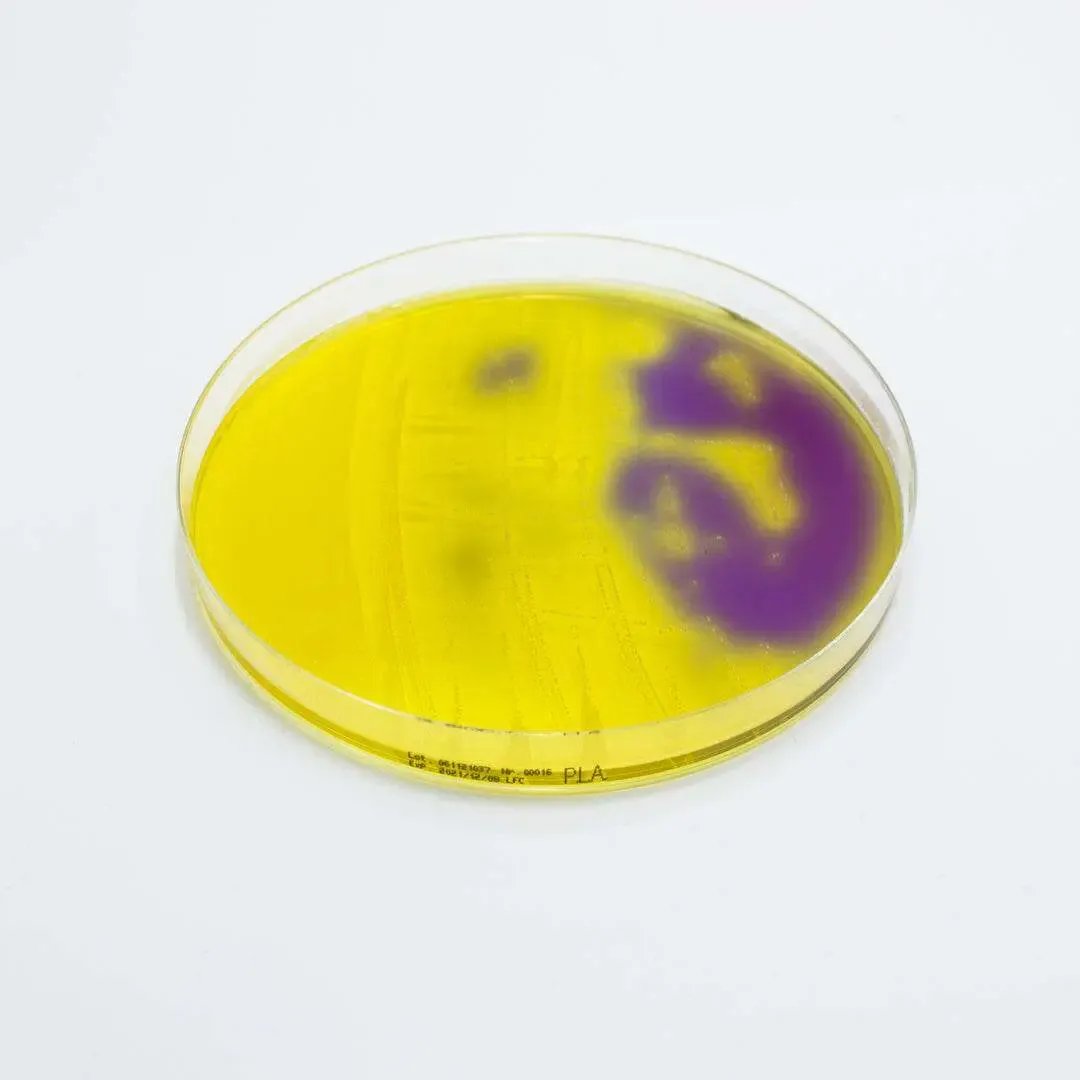 Liofilchem Purple Lactose Agar Culture Media 10249
