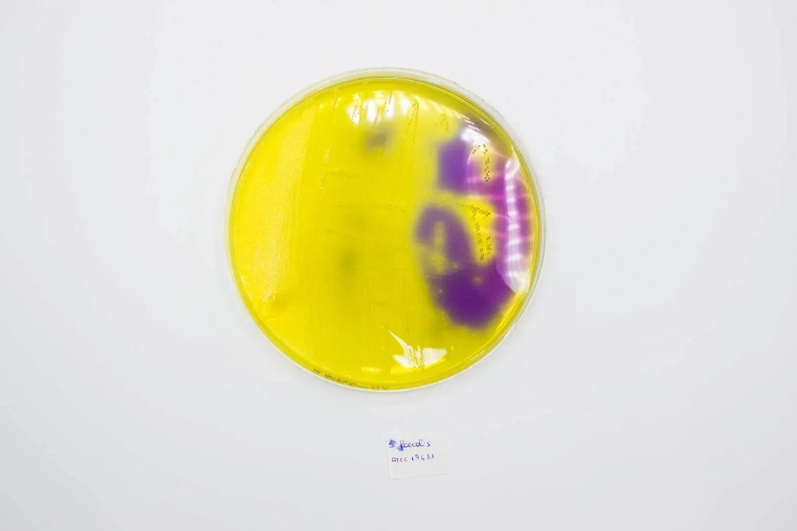 Liofilchem Purple Lactose Agar Culture Media 10249