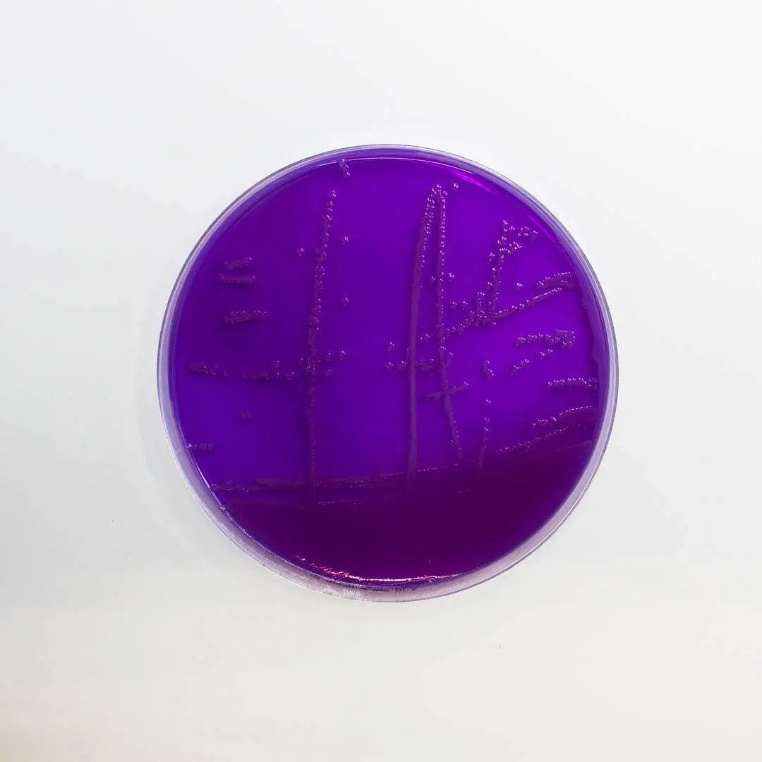 Liofilchem Purple Lactose Agar Culture Media 10249