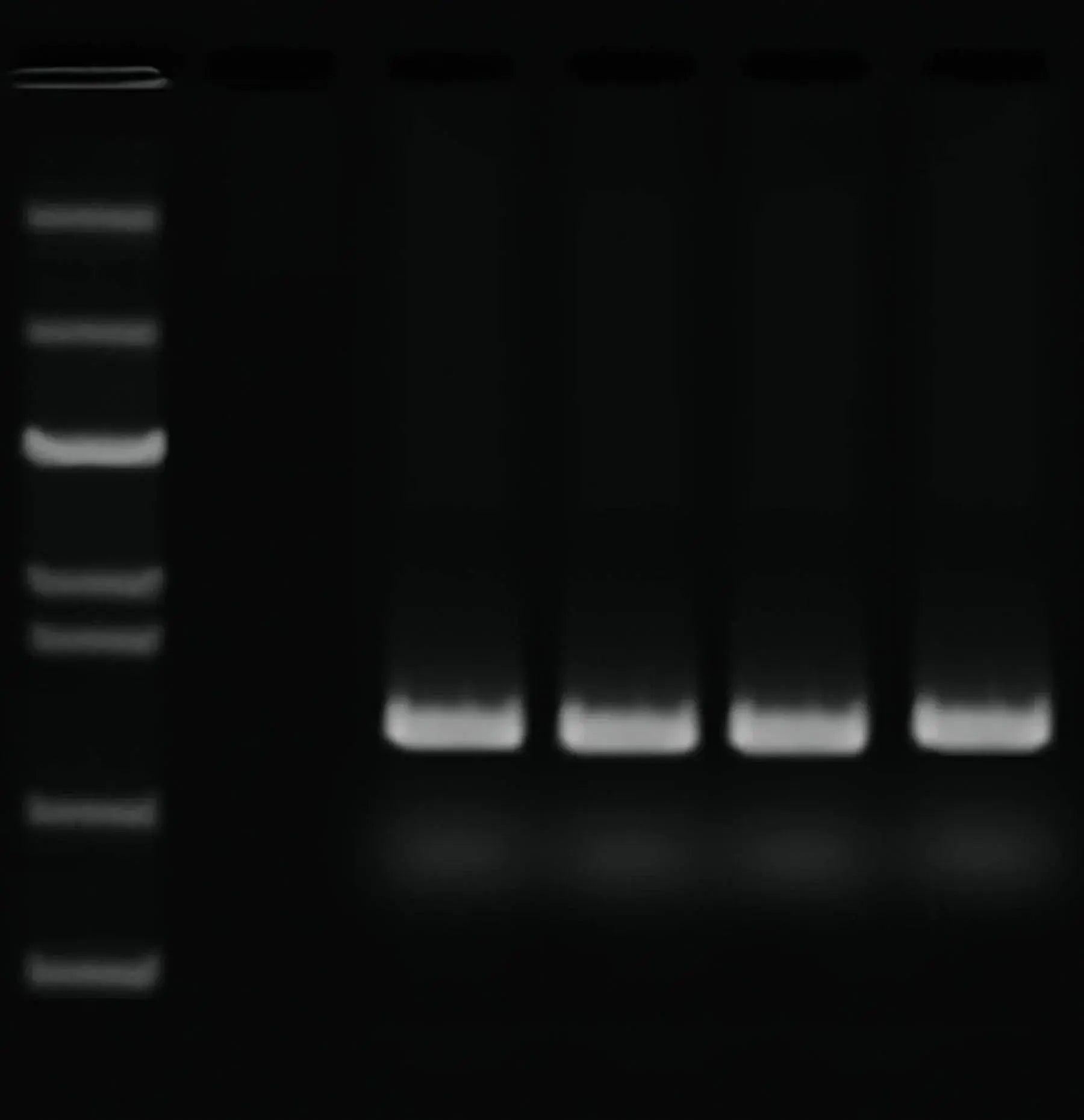 EDVOTEK Biotech Education UNIT Quick PCR
