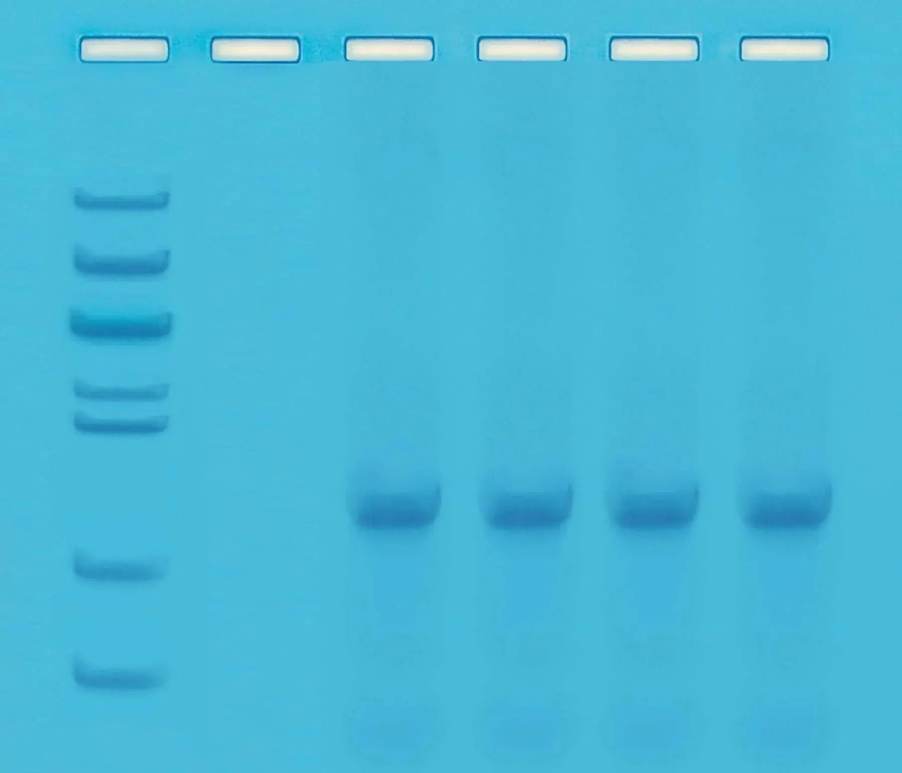 EDVOTEK Biotech Education UNIT Quick PCR