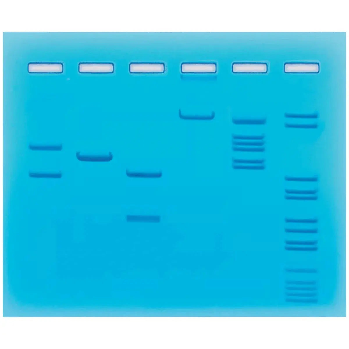 EDVOTEK Biotech Education UNIT Restriction Enzyme Cleavage of Plasmid and Lambda DNA