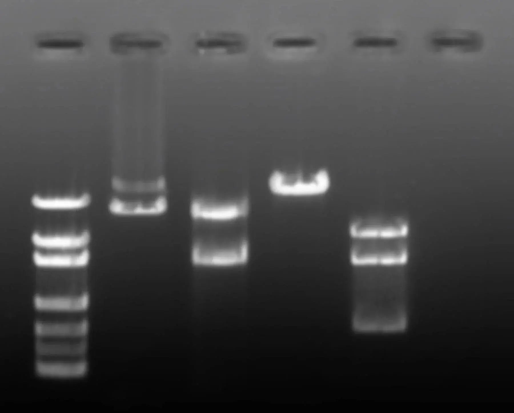 EDVOTEK Biotech Education UNIT Restriction Enzyme Mapping