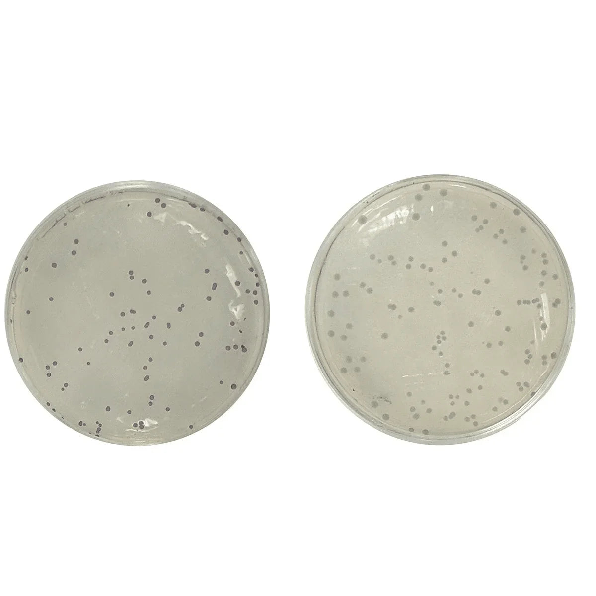 Code Breakers: Using CRISPR to Rewrite Genetics - Kormay Biomedicals store