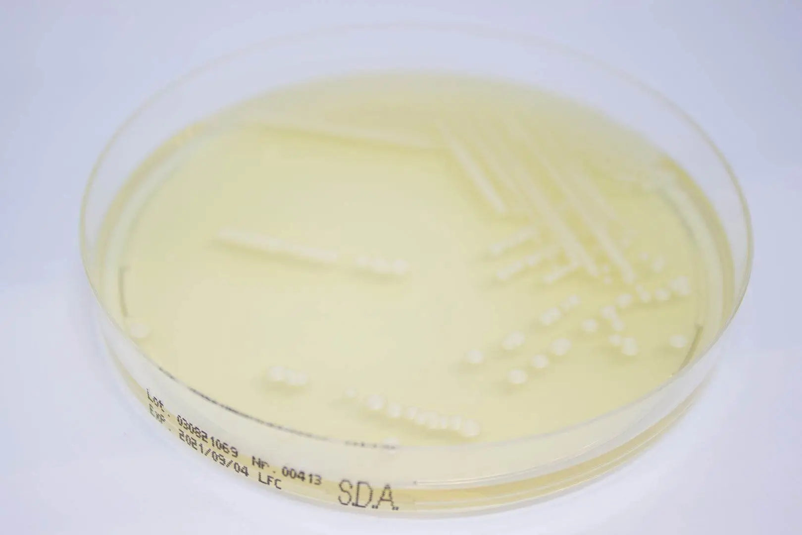 Liofilchem Sabouraud Dextrose Agar ready-to-use plates Culture Media 163402