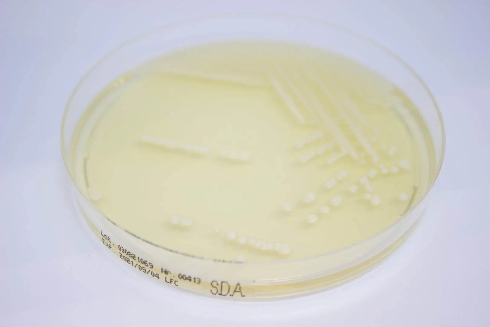 Liofilchem Sabouraud Dextrose Agar ready-to-use plates Culture Media 163402