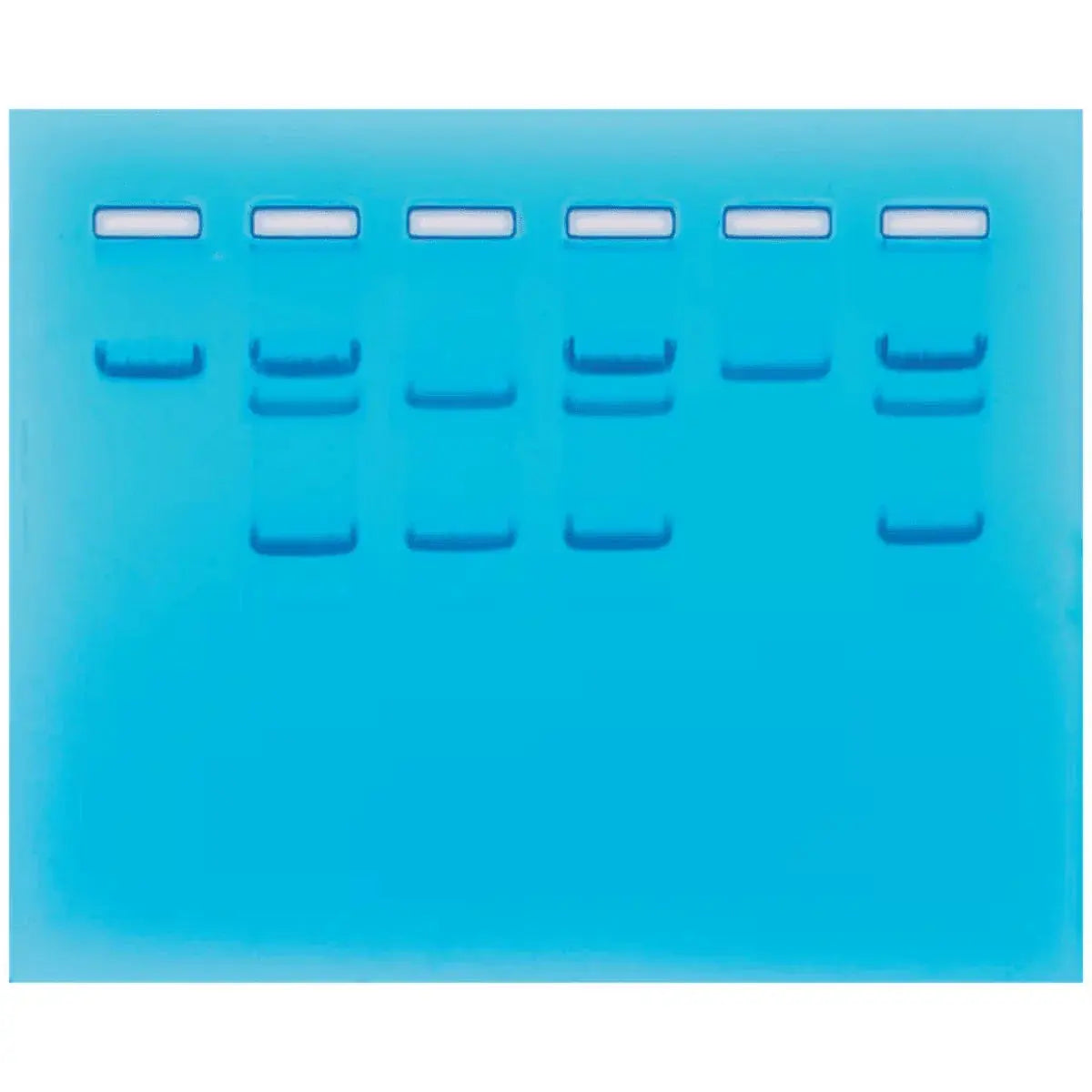 EDVOTEK Biotech Education UNIT Sickle Cell Gene Detection (DNA-based)