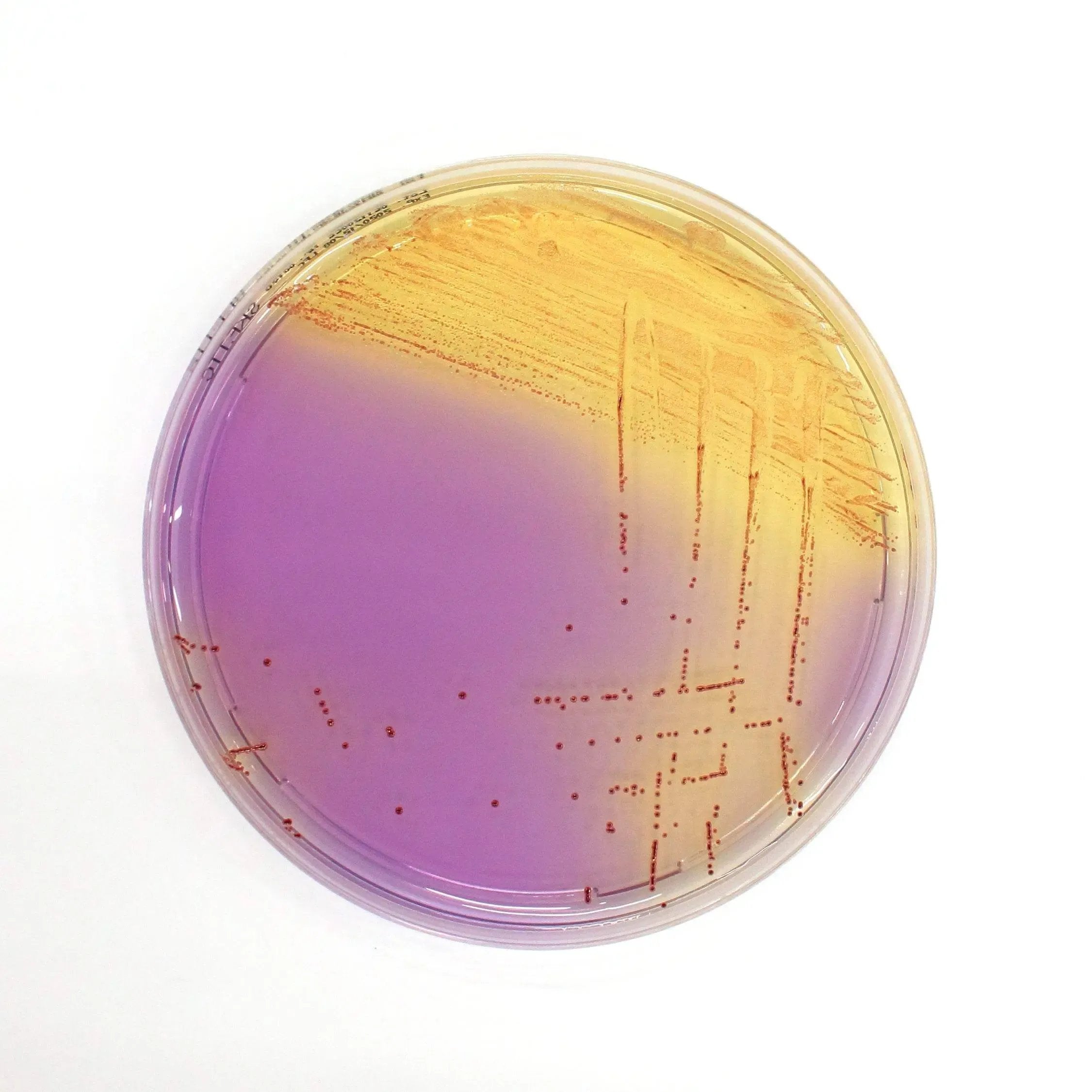 Liofilchem Streptococcal KF+TTC Agar Culture Media 10038