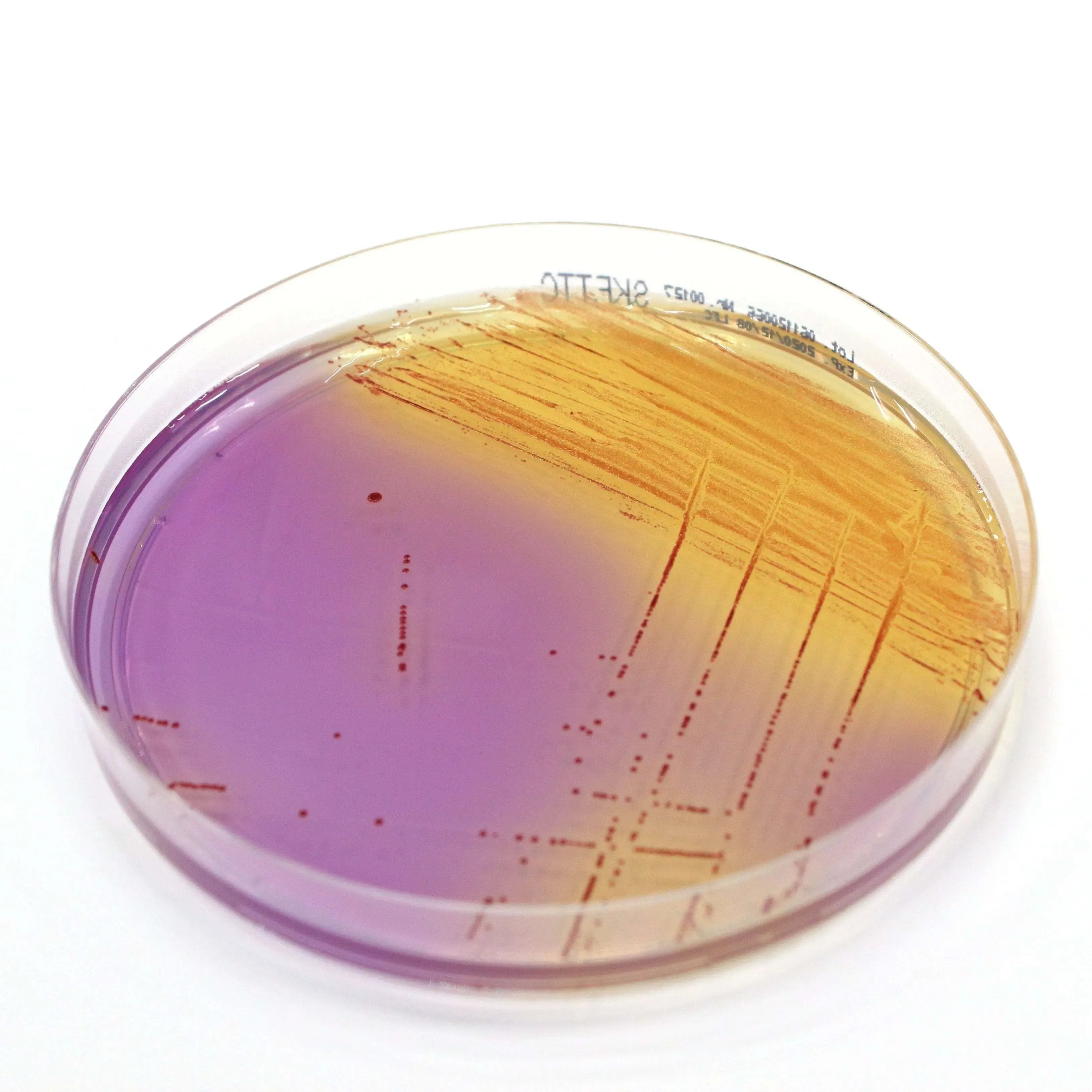 Liofilchem Streptococcal KF+TTC Agar Culture Media 10038