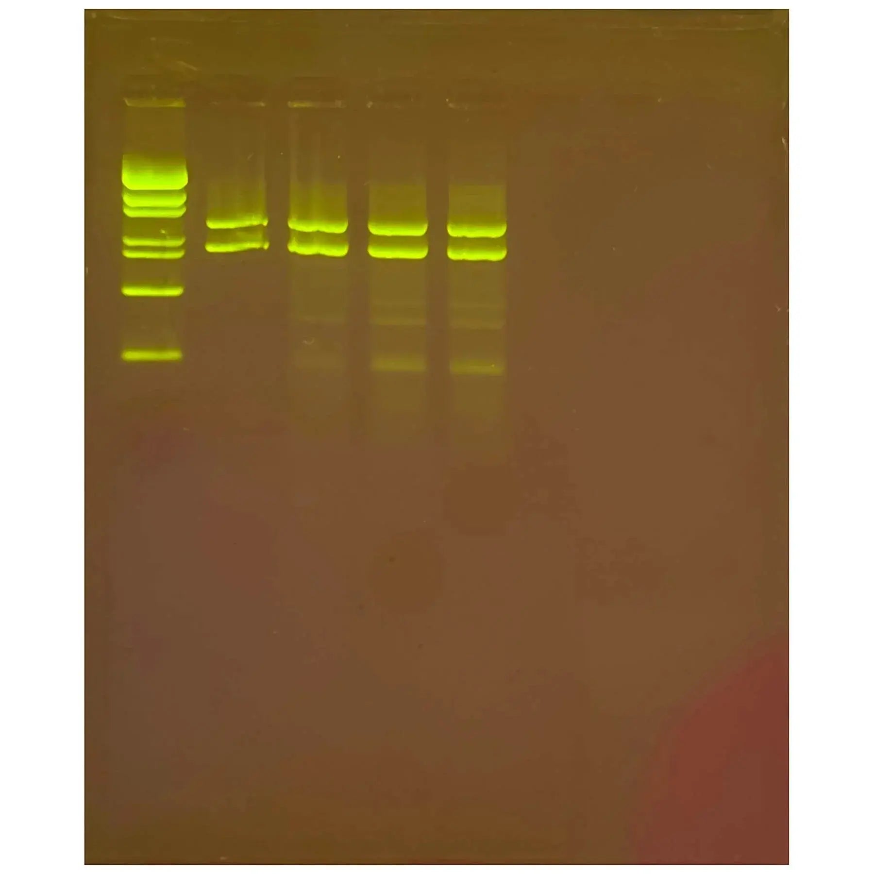 EDVOTEK Biotech Education UNIT The Mother of All Experiments: Exploring Human Origin by PCR Amplification of Mitochondrial DNA