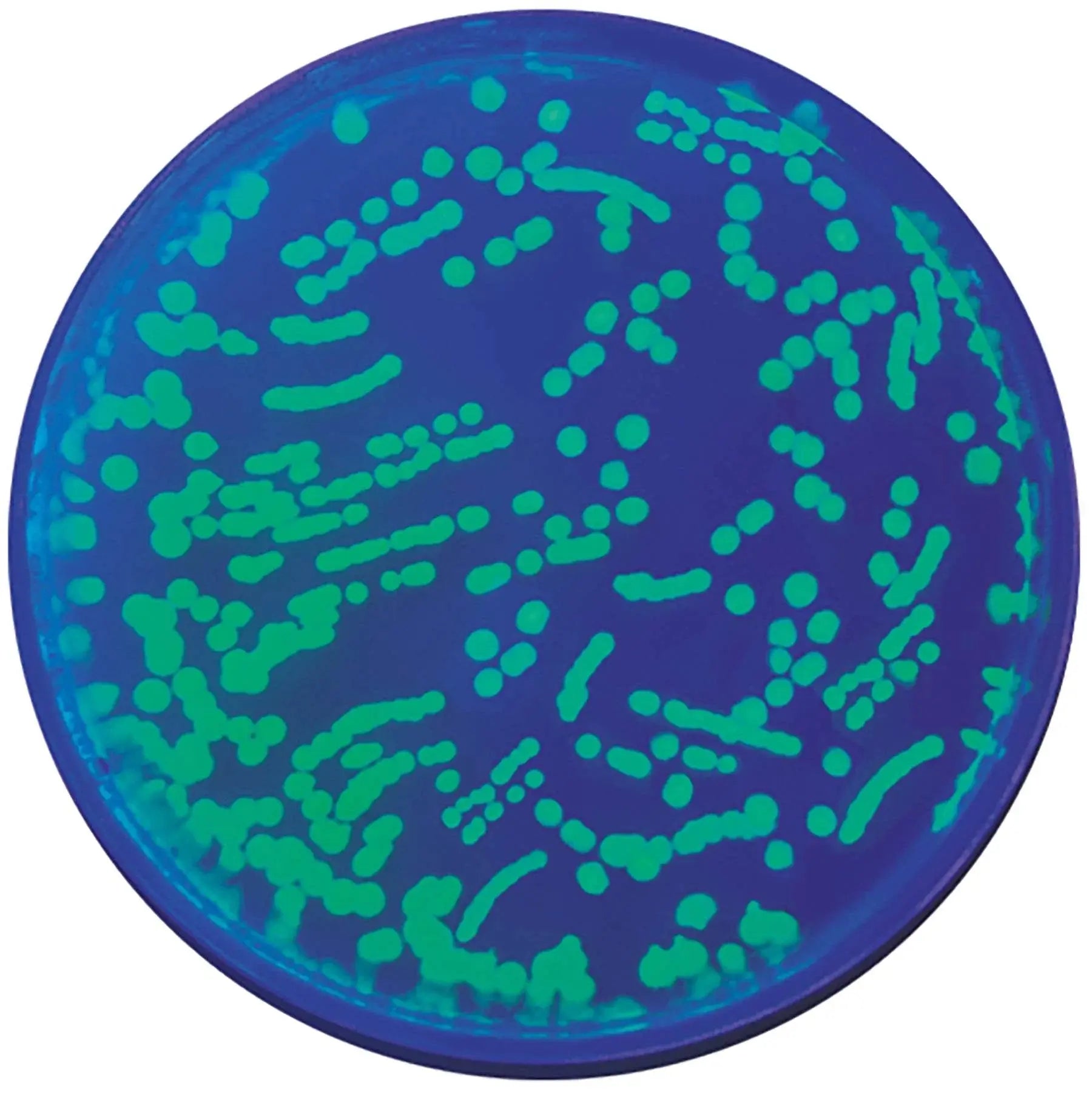 EDVOTEK Biotech Education UNIT Transformation of E. coli with Green Fluorescent Protein