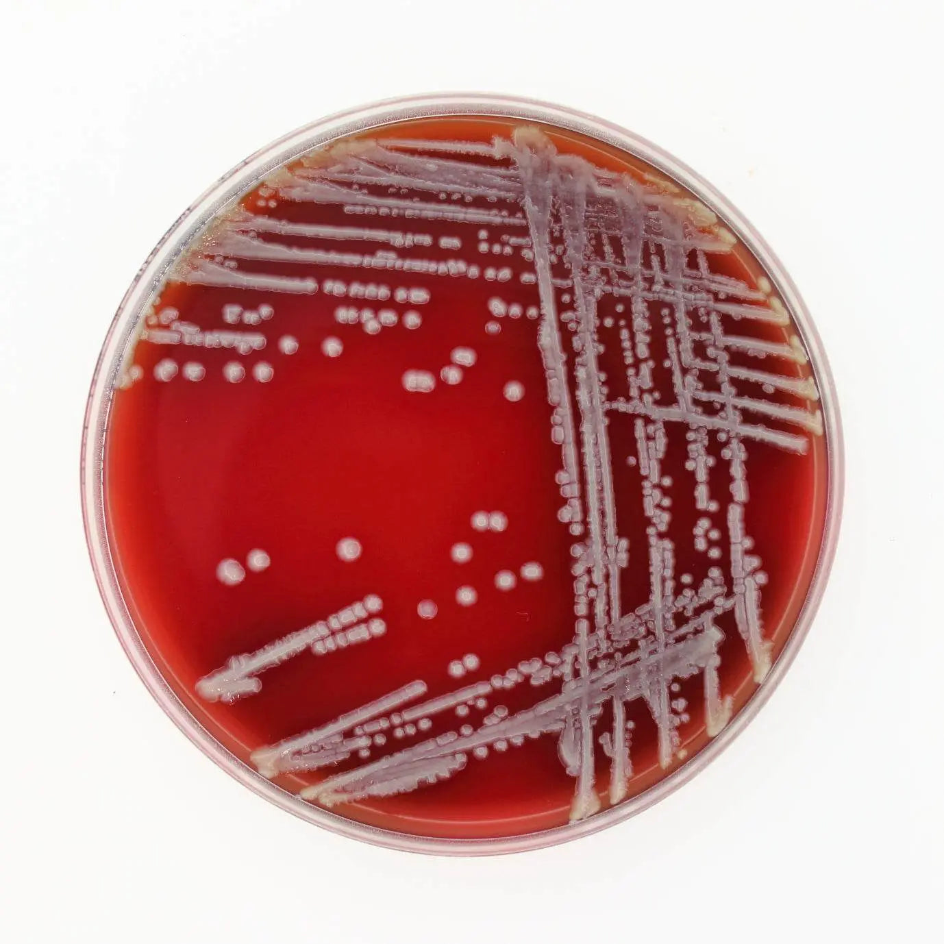 Liofilchem Tryptic Soy Agar (Sheep Blood 5%) Culture Media 11037