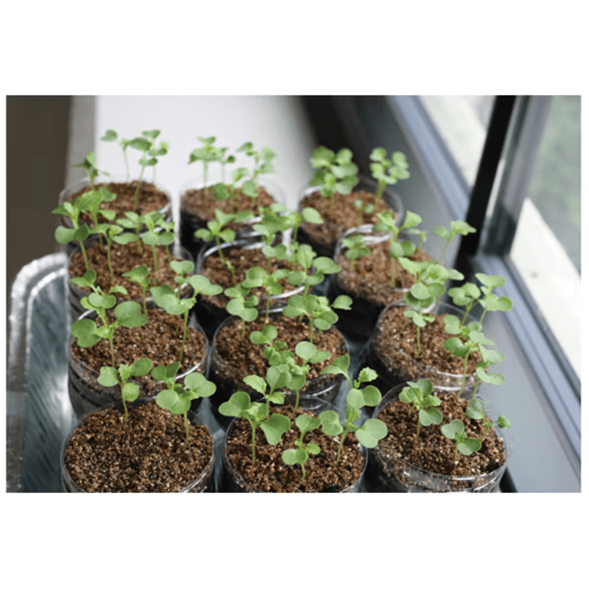 Artificial Selection - Kormay Biomedicals store