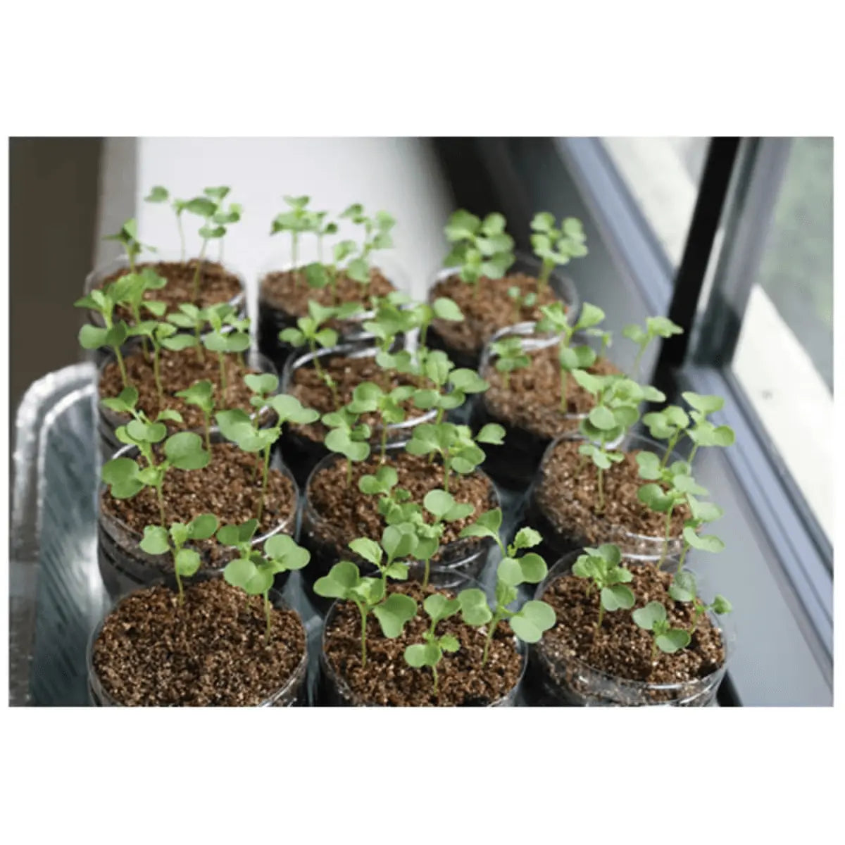 Artificial Selection - Kormay Biomedicals store