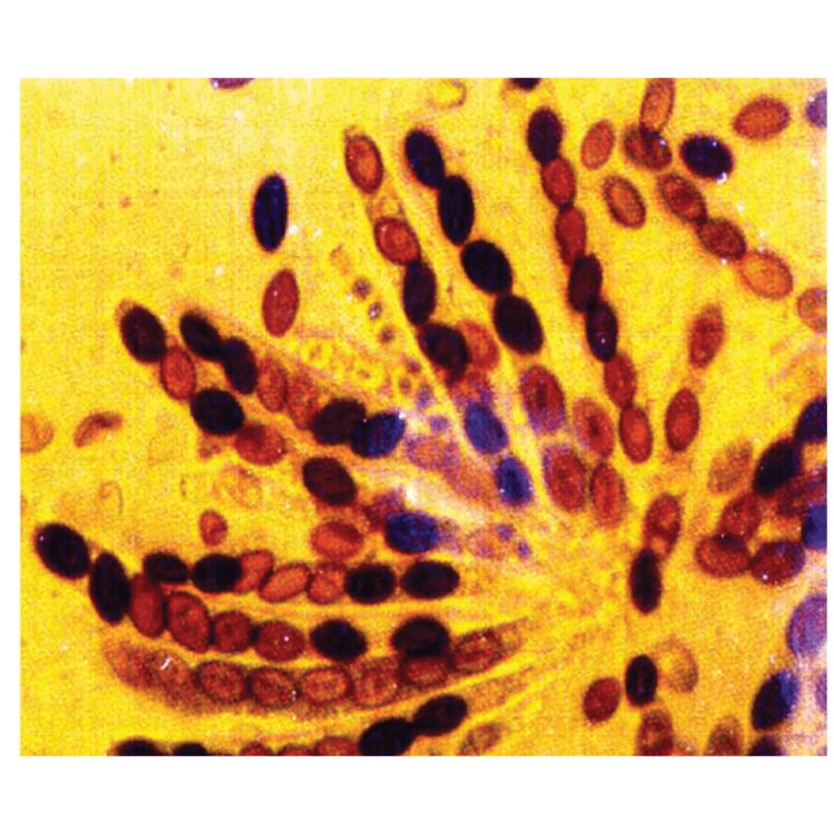 Cell Division - Mitosis and Meiosis - Kormay Biomedicals store