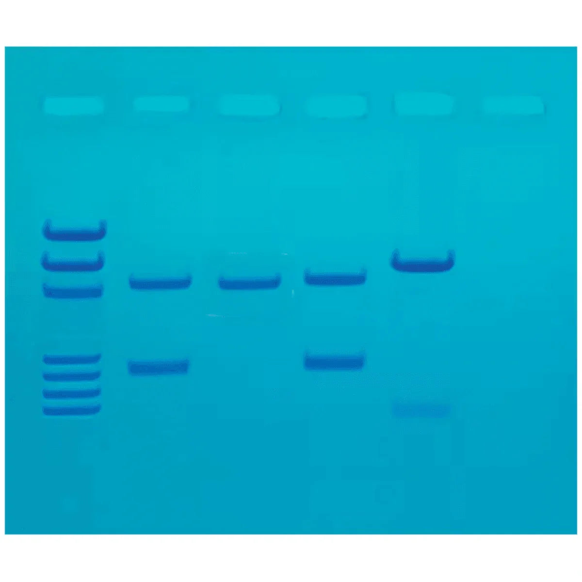 DNA Fingerprinting by PCR Amplification - Kormay Biomedicals store