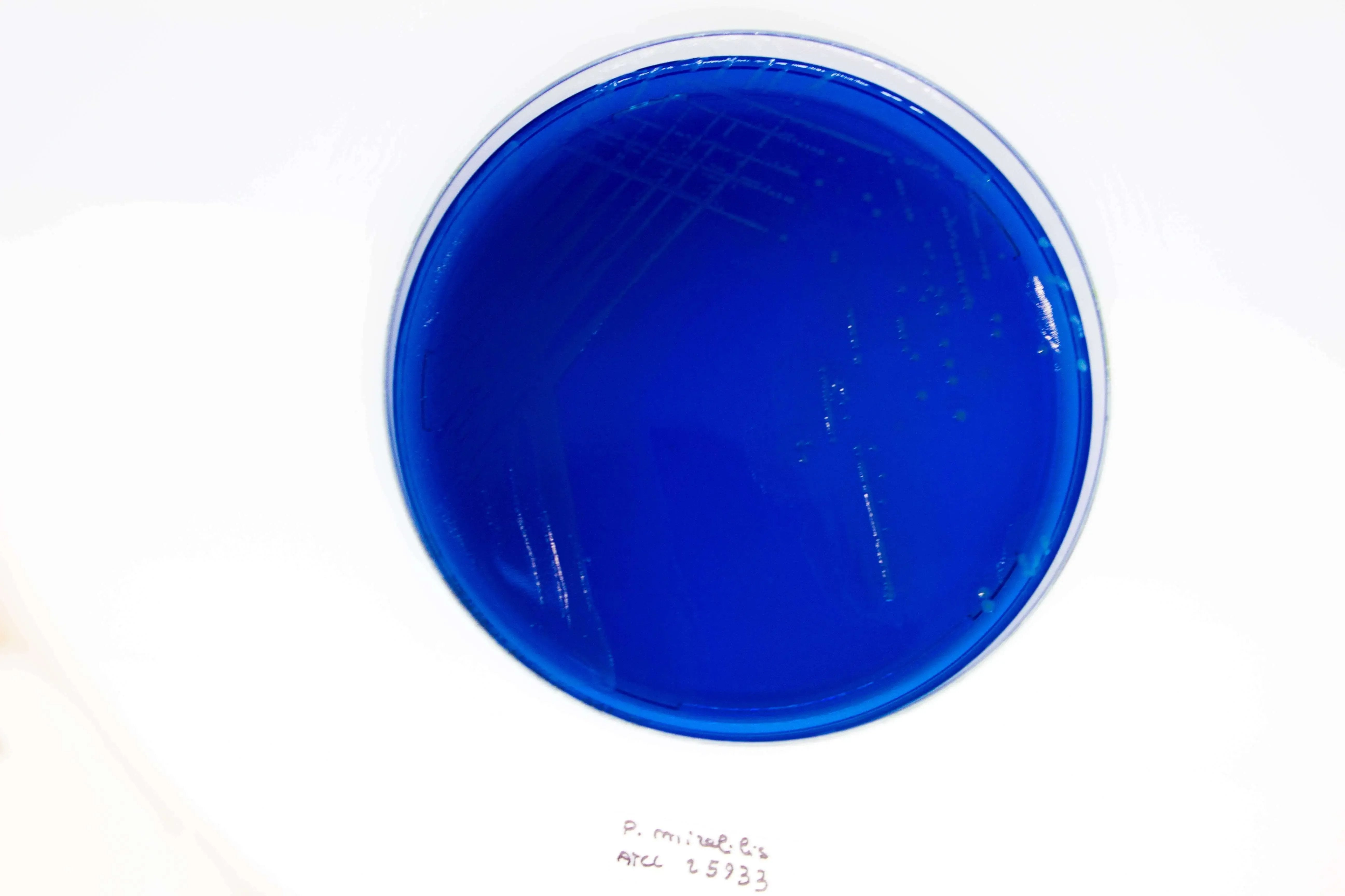Liofilchem WURTZ Lactose Agar Culture Media 10054