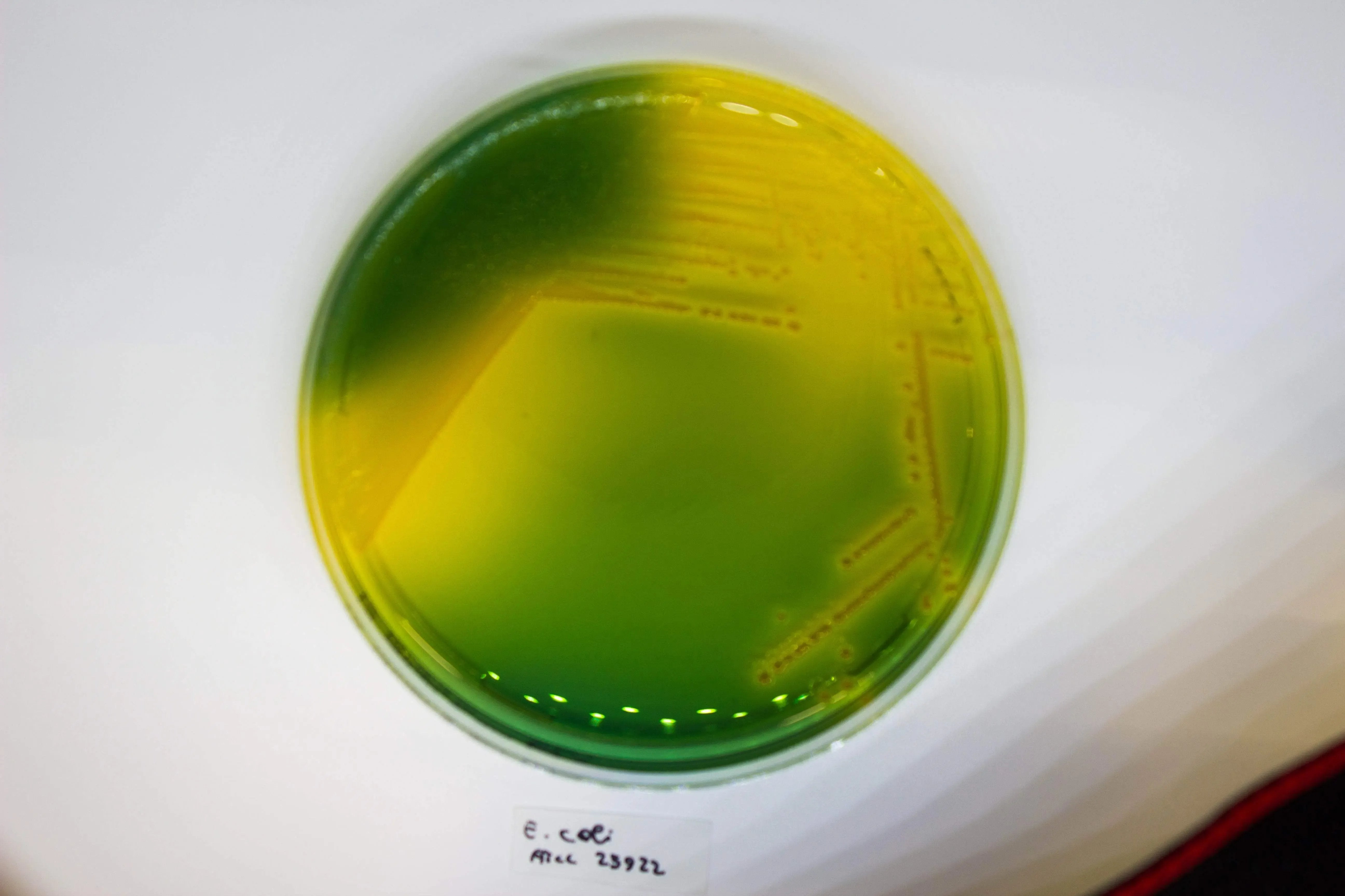 Liofilchem WURTZ Lactose Agar Culture Media 10054